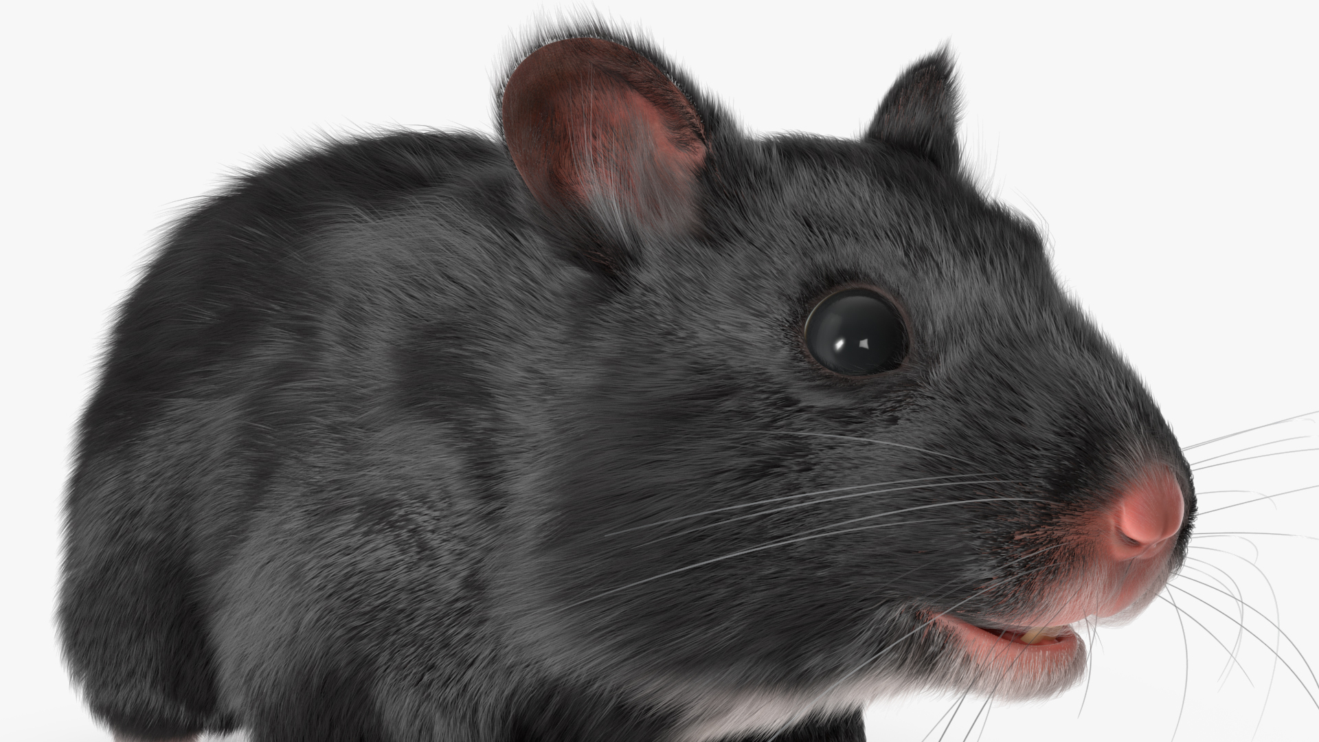 Syrian Hamster Black Rigged 3D