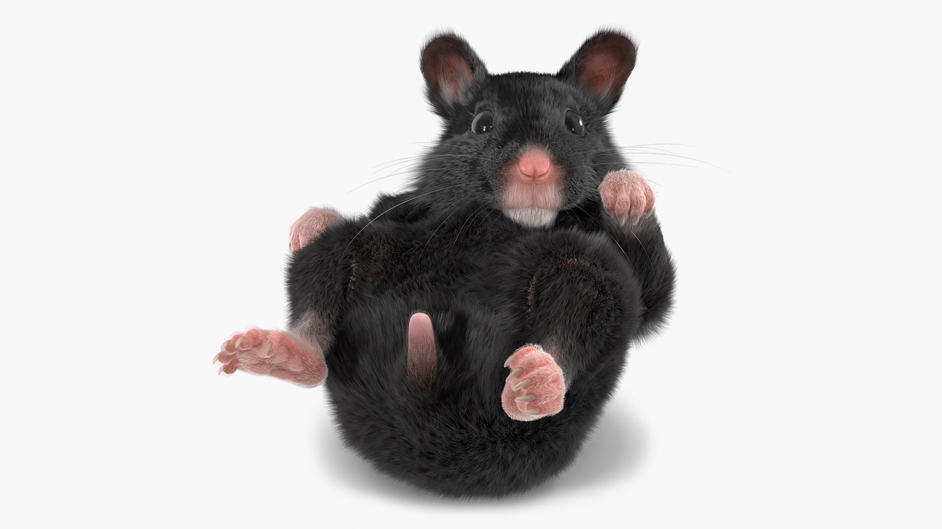 Syrian Hamster Black Rigged 3D