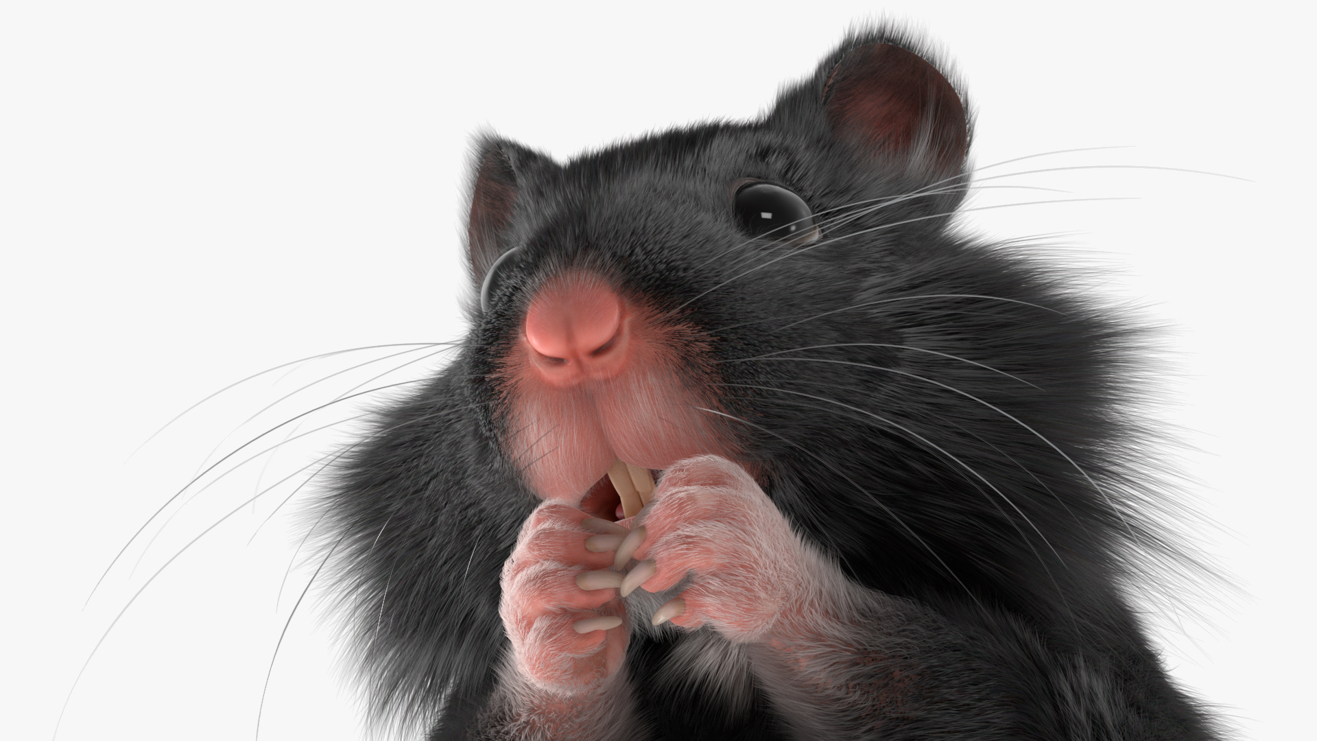 Syrian Hamster Black Rigged 3D
