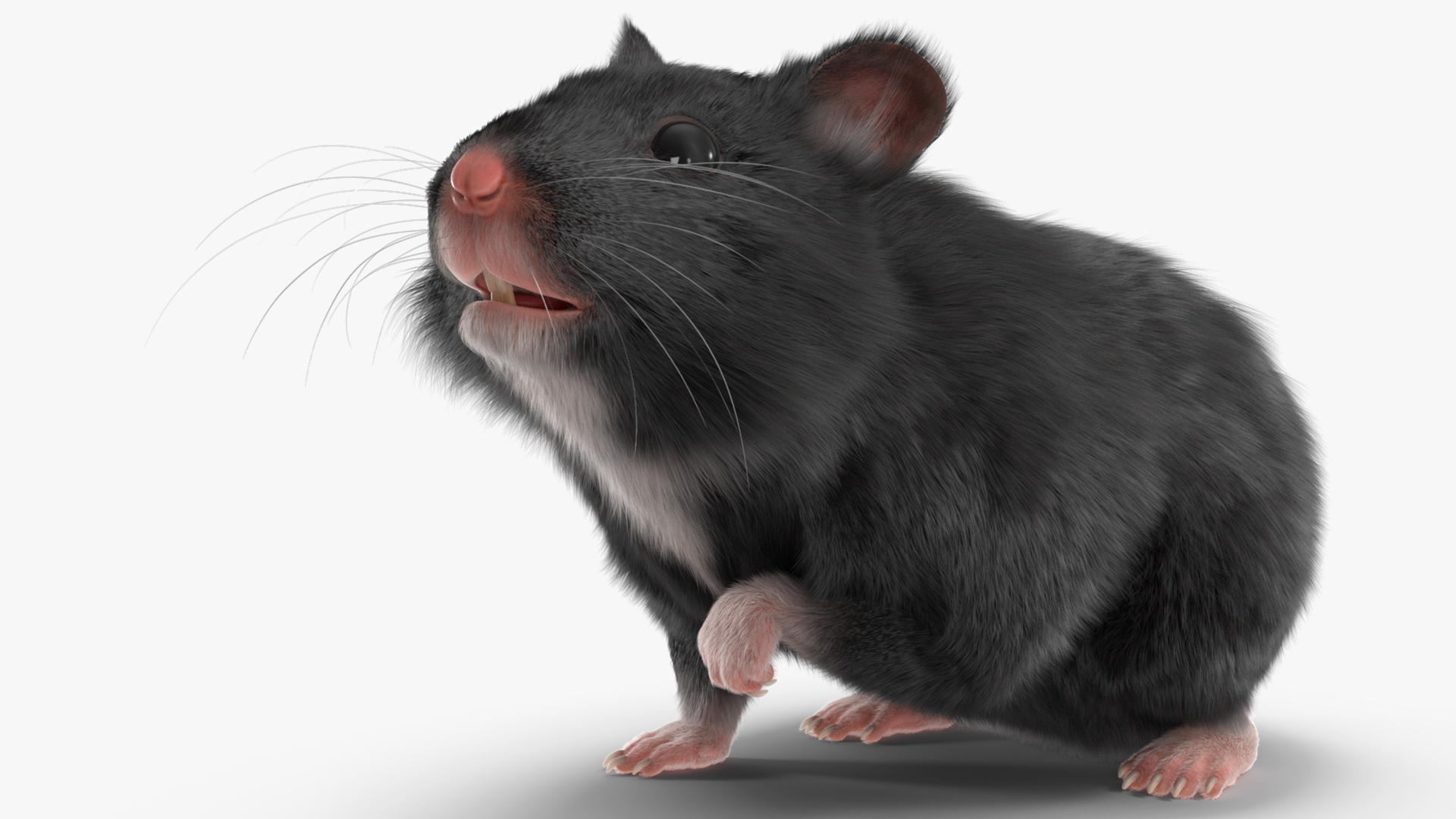 Syrian Hamster Black Rigged 3D