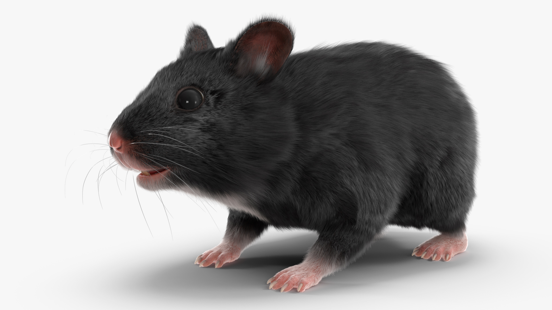Syrian Hamster Black Rigged 3D