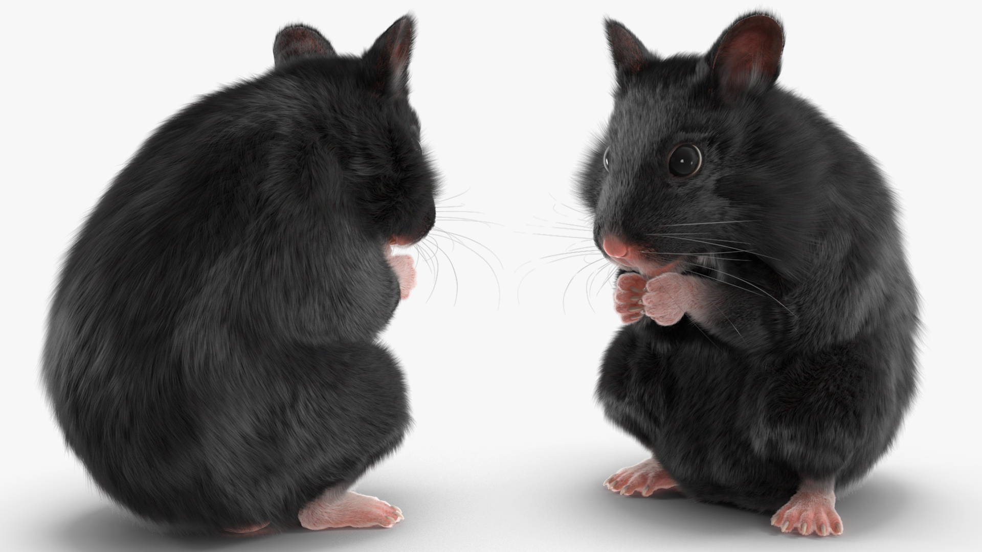 Syrian Hamster Black Rigged 3D