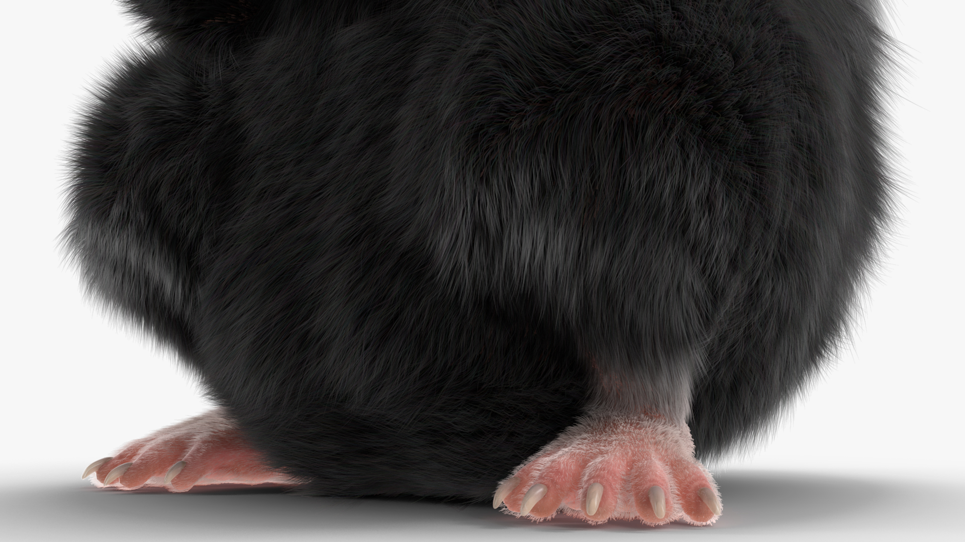 Syrian Hamster Black Rigged 3D