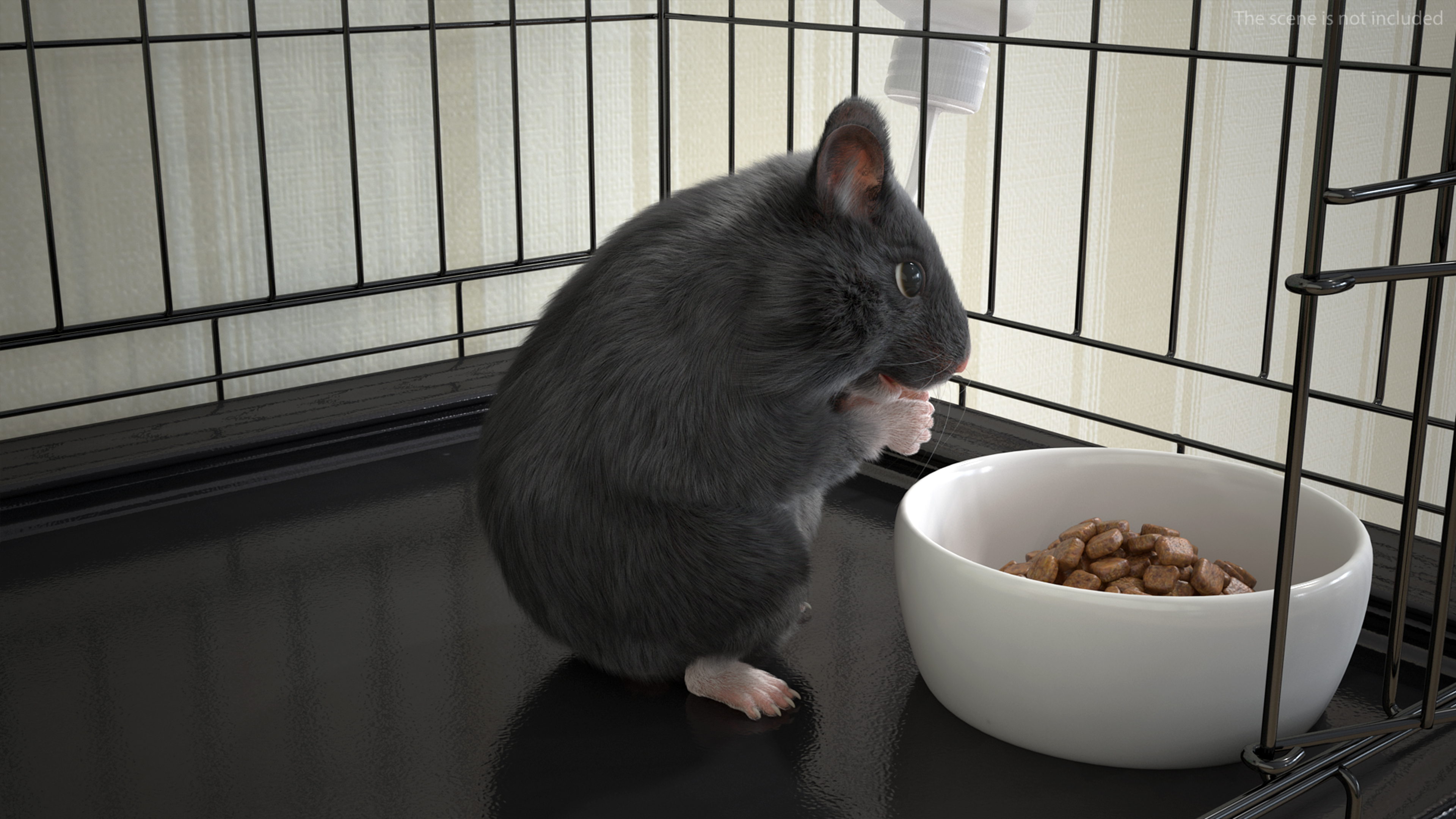 Syrian Hamster Black Rigged 3D