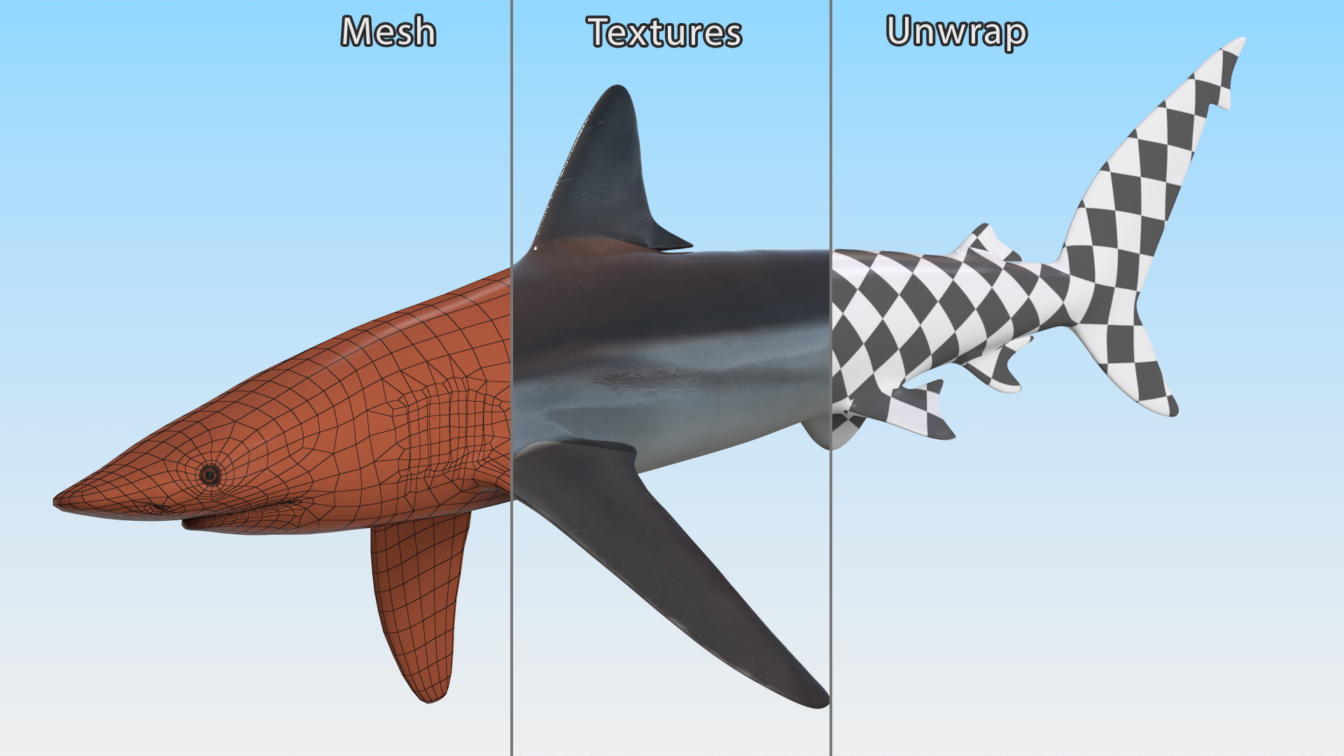 Realistic Whaler Shark 3D