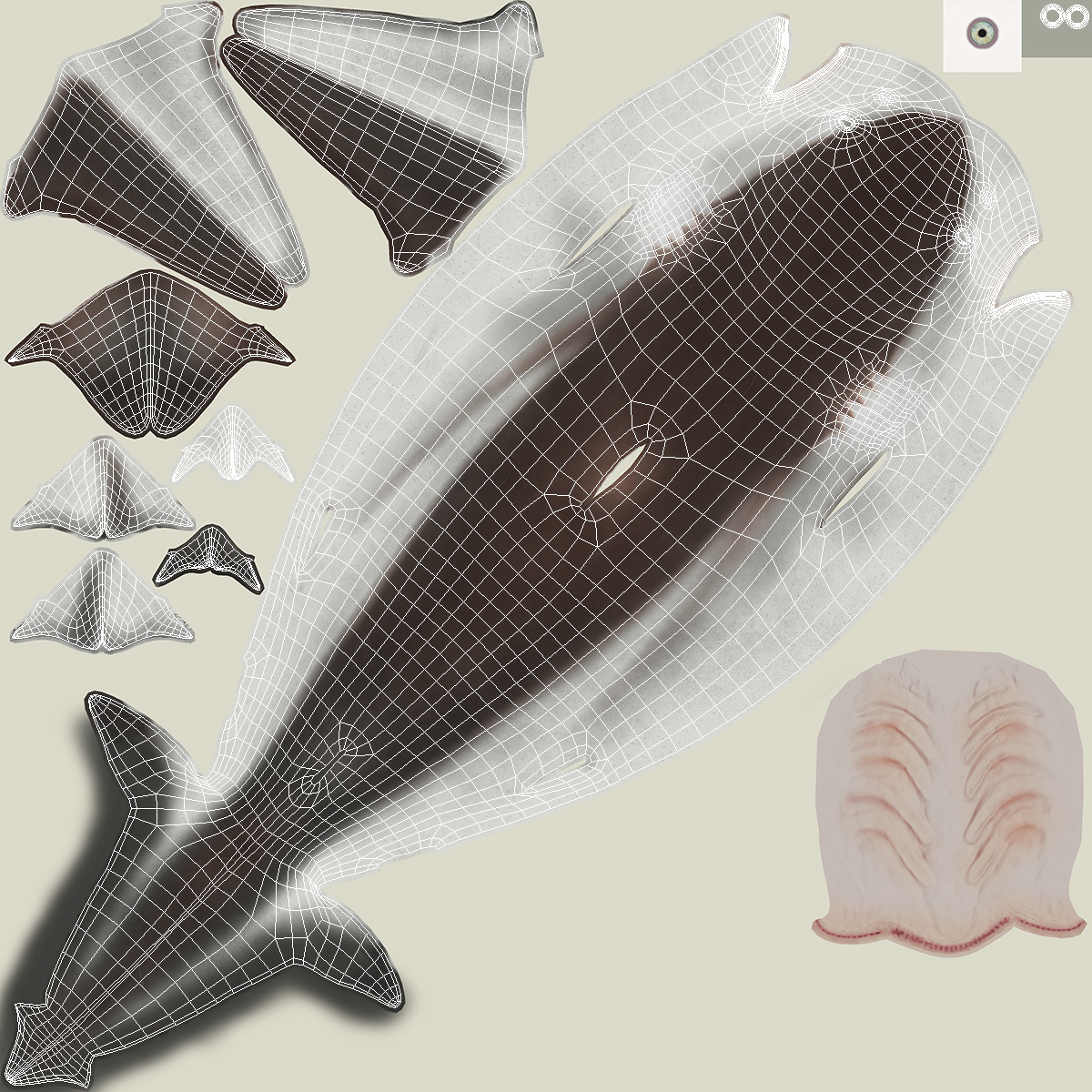 Realistic Whaler Shark 3D