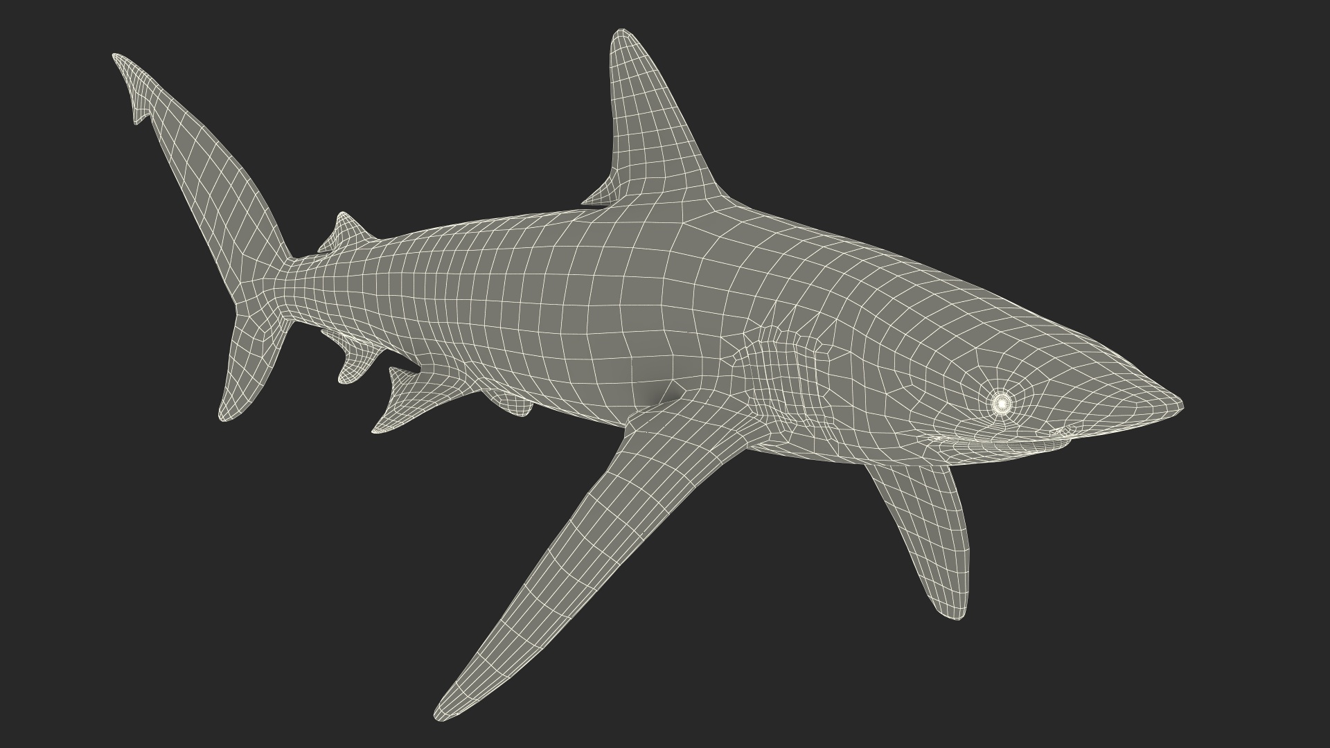 Realistic Whaler Shark 3D