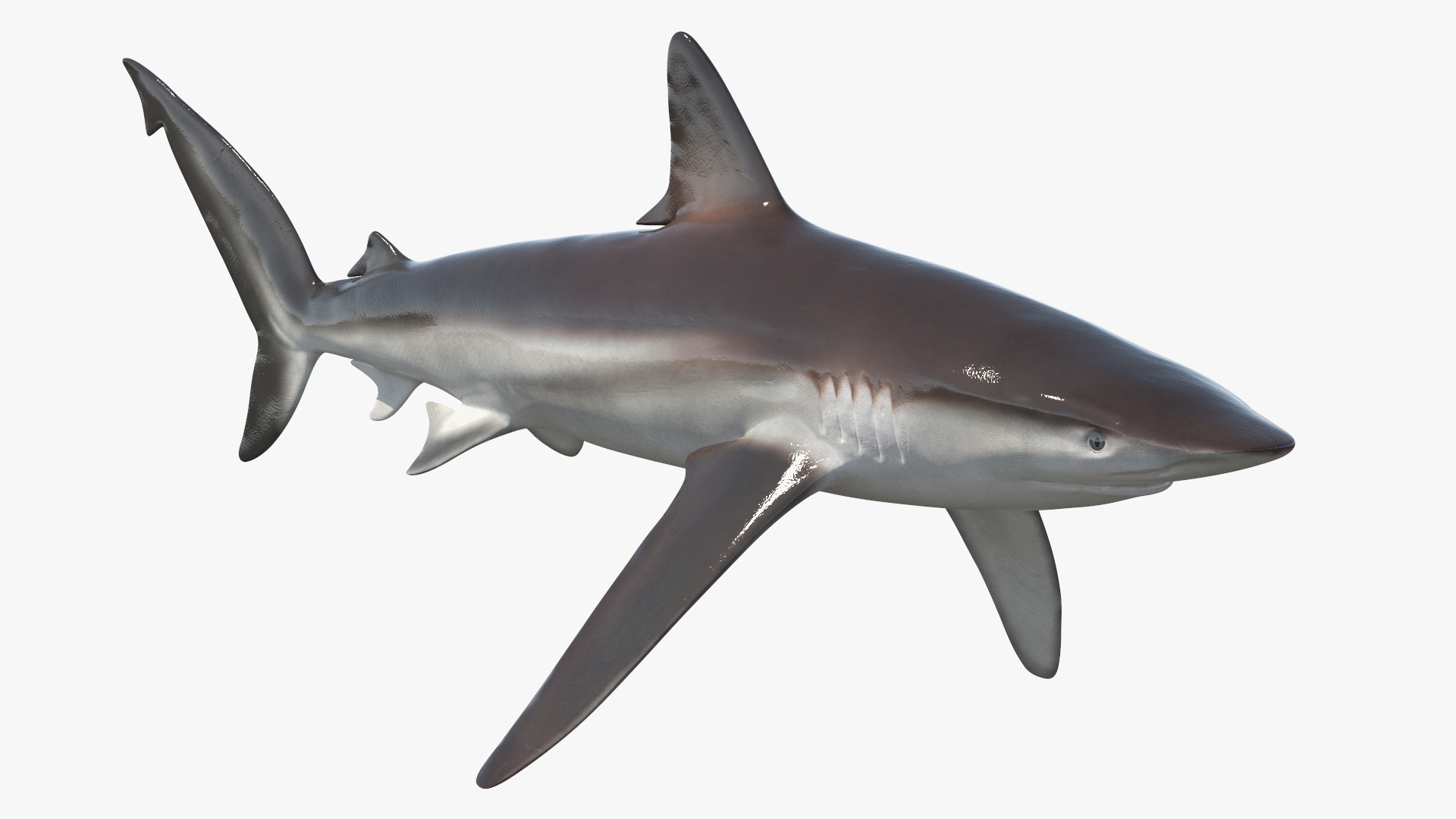 Realistic Whaler Shark 3D