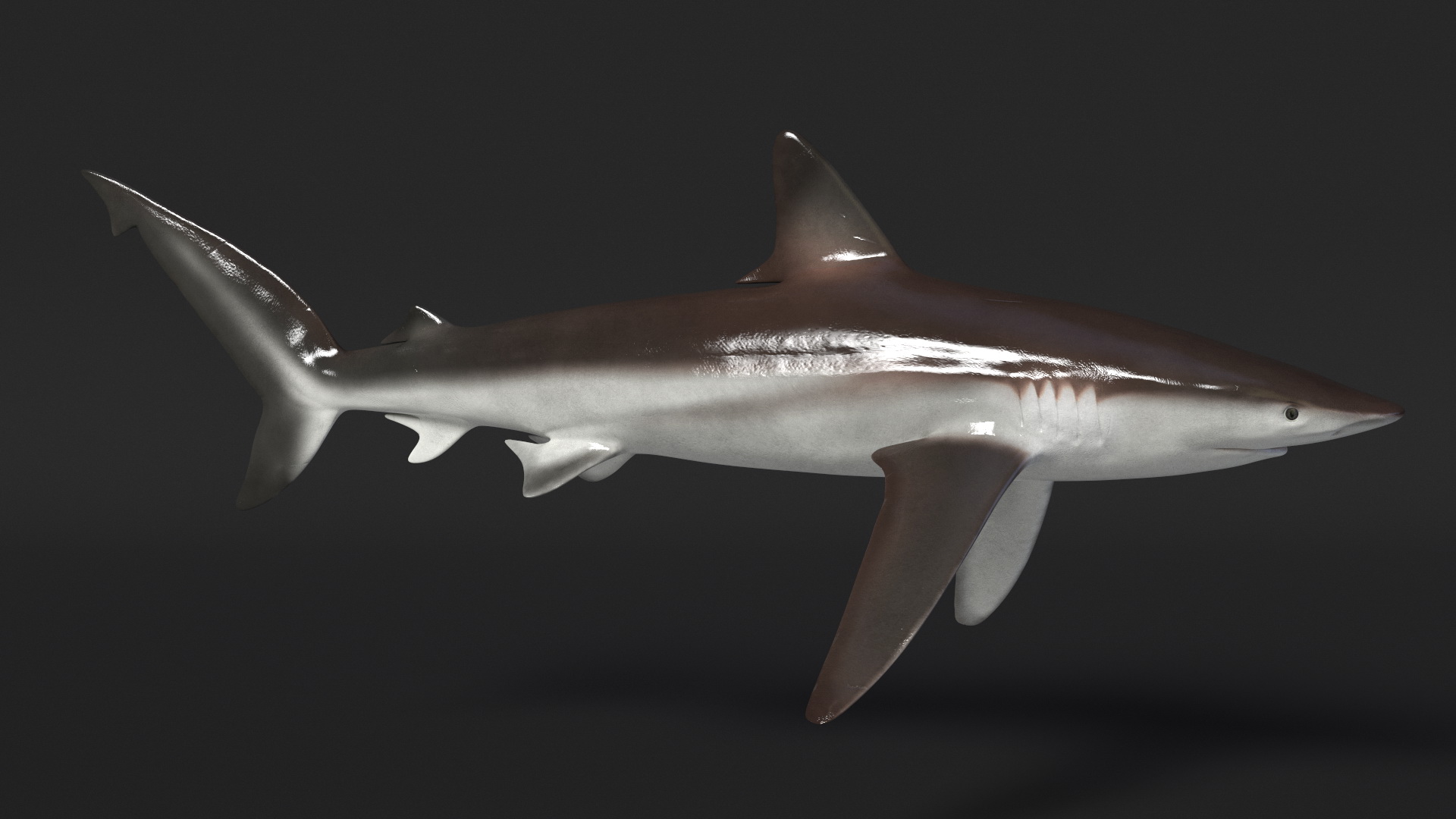 Realistic Whaler Shark 3D