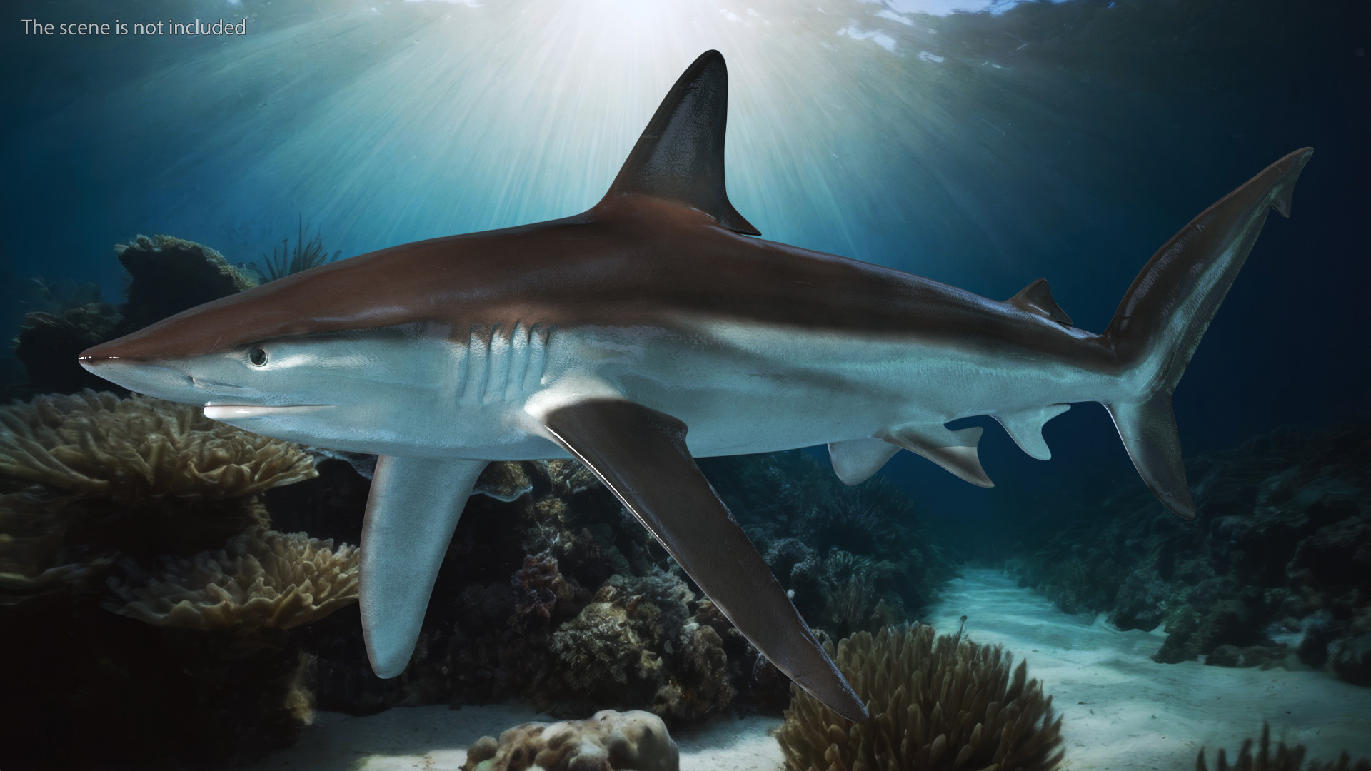 Realistic Whaler Shark 3D