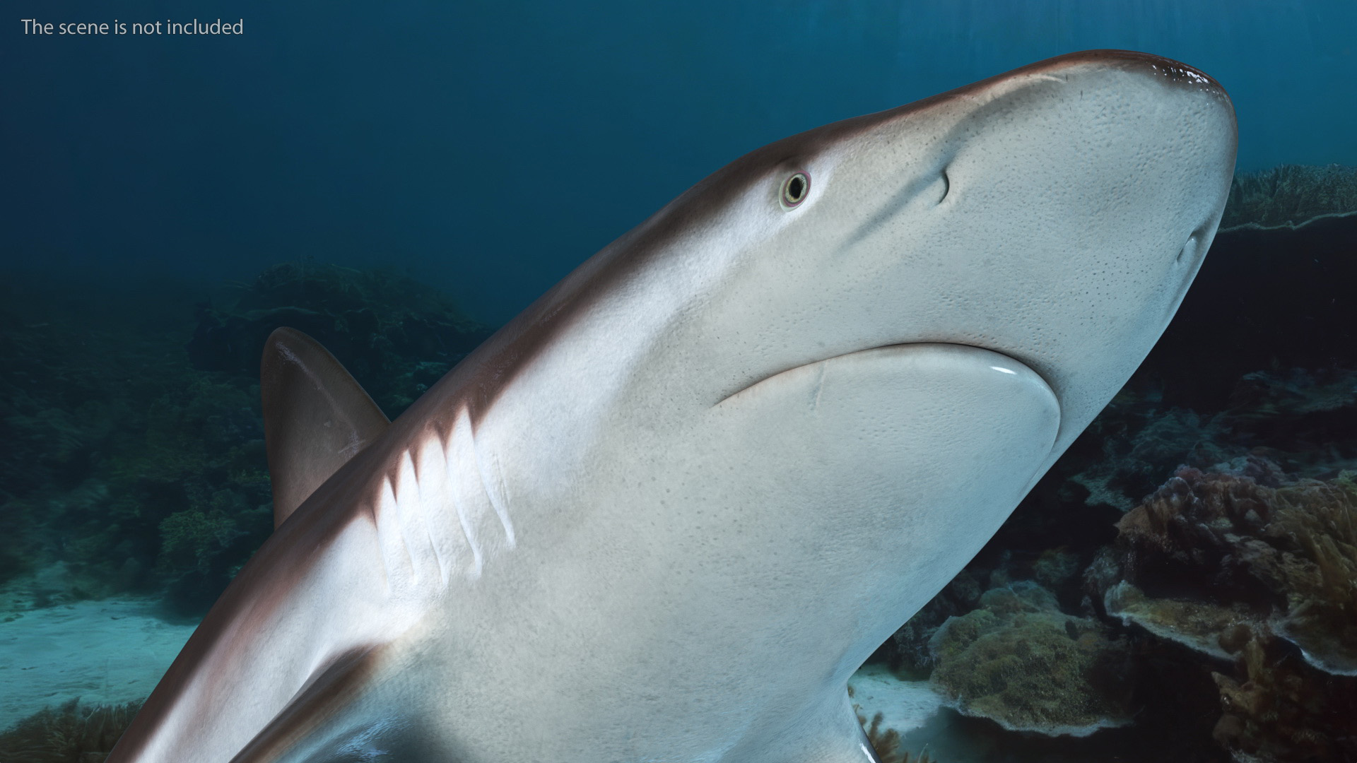Realistic Whaler Shark 3D