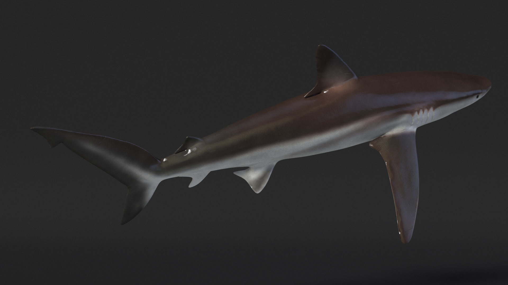 Realistic Whaler Shark 3D