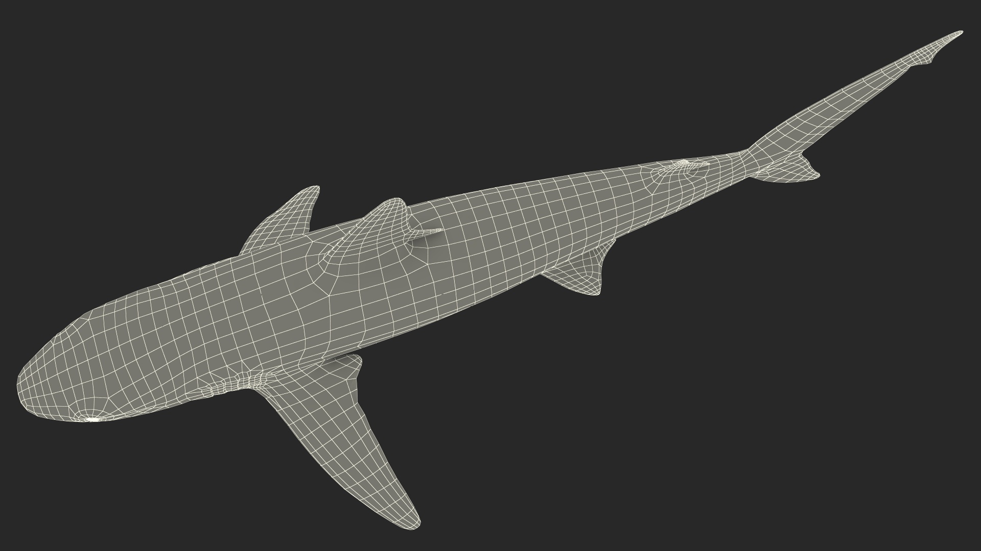 Realistic Whaler Shark 3D
