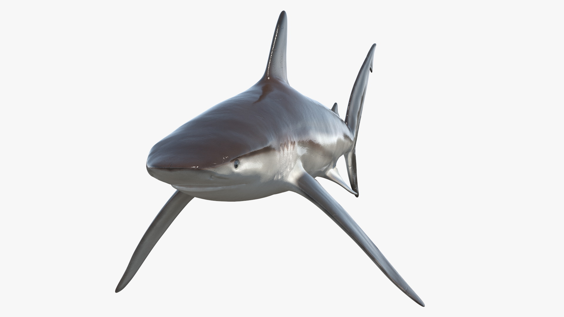 Realistic Whaler Shark 3D