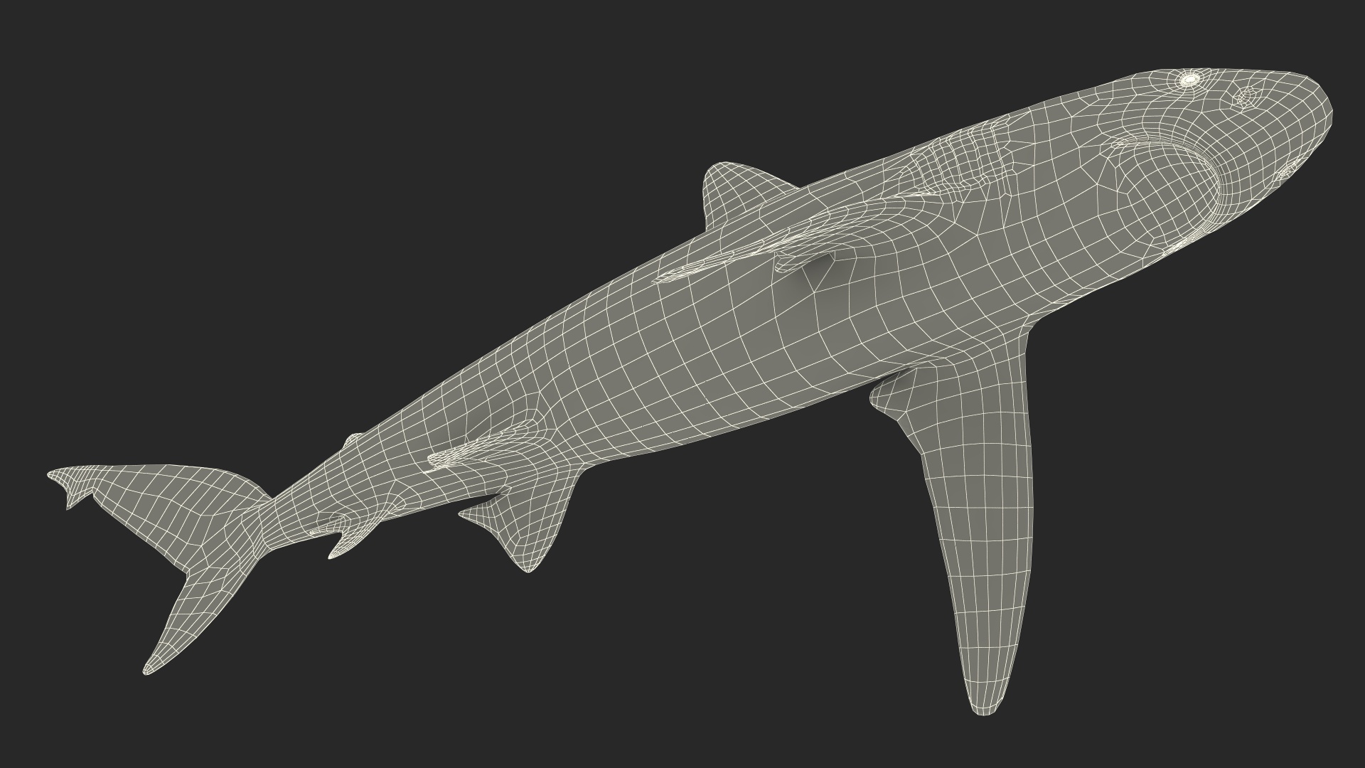 Realistic Whaler Shark 3D