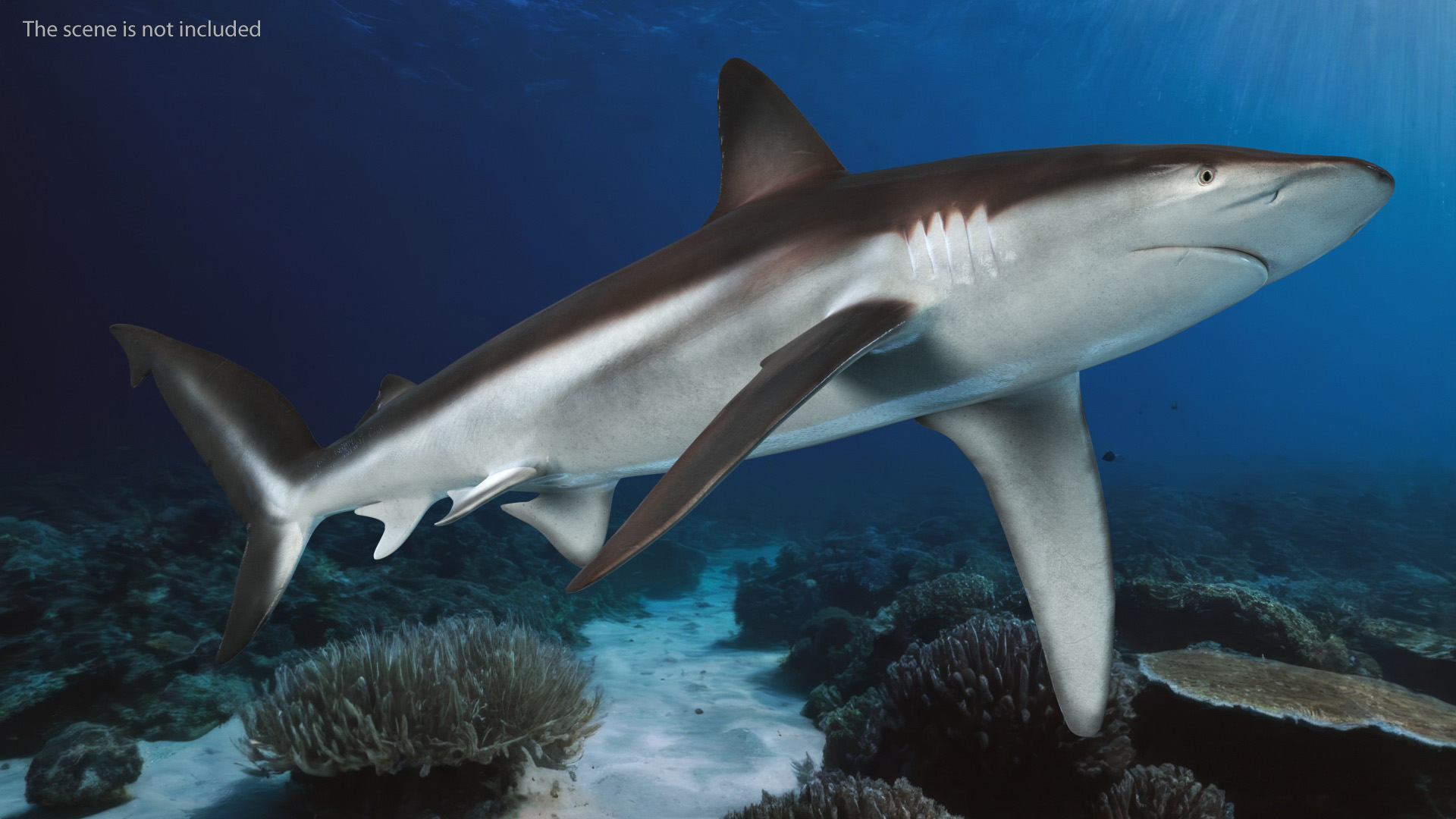 Realistic Whaler Shark 3D