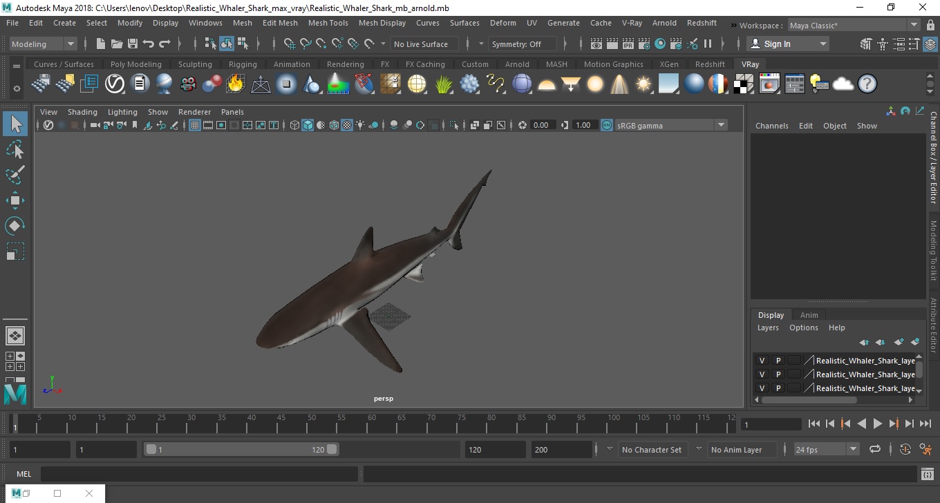 Realistic Whaler Shark 3D