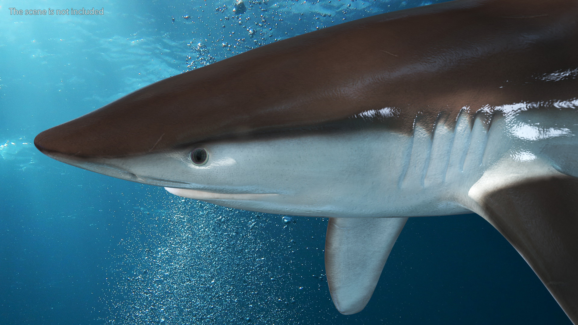 Realistic Whaler Shark 3D