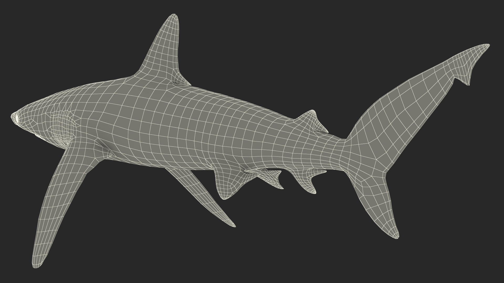 Realistic Whaler Shark 3D