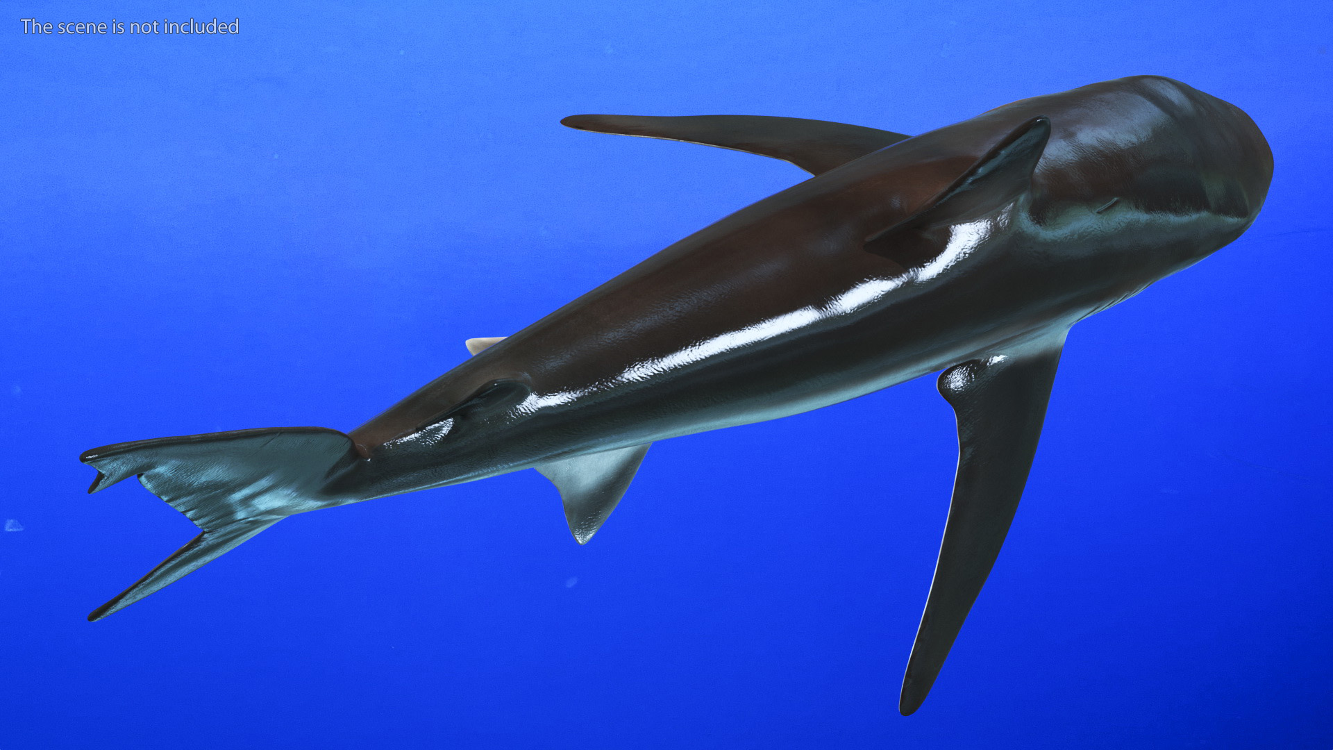 Realistic Whaler Shark 3D
