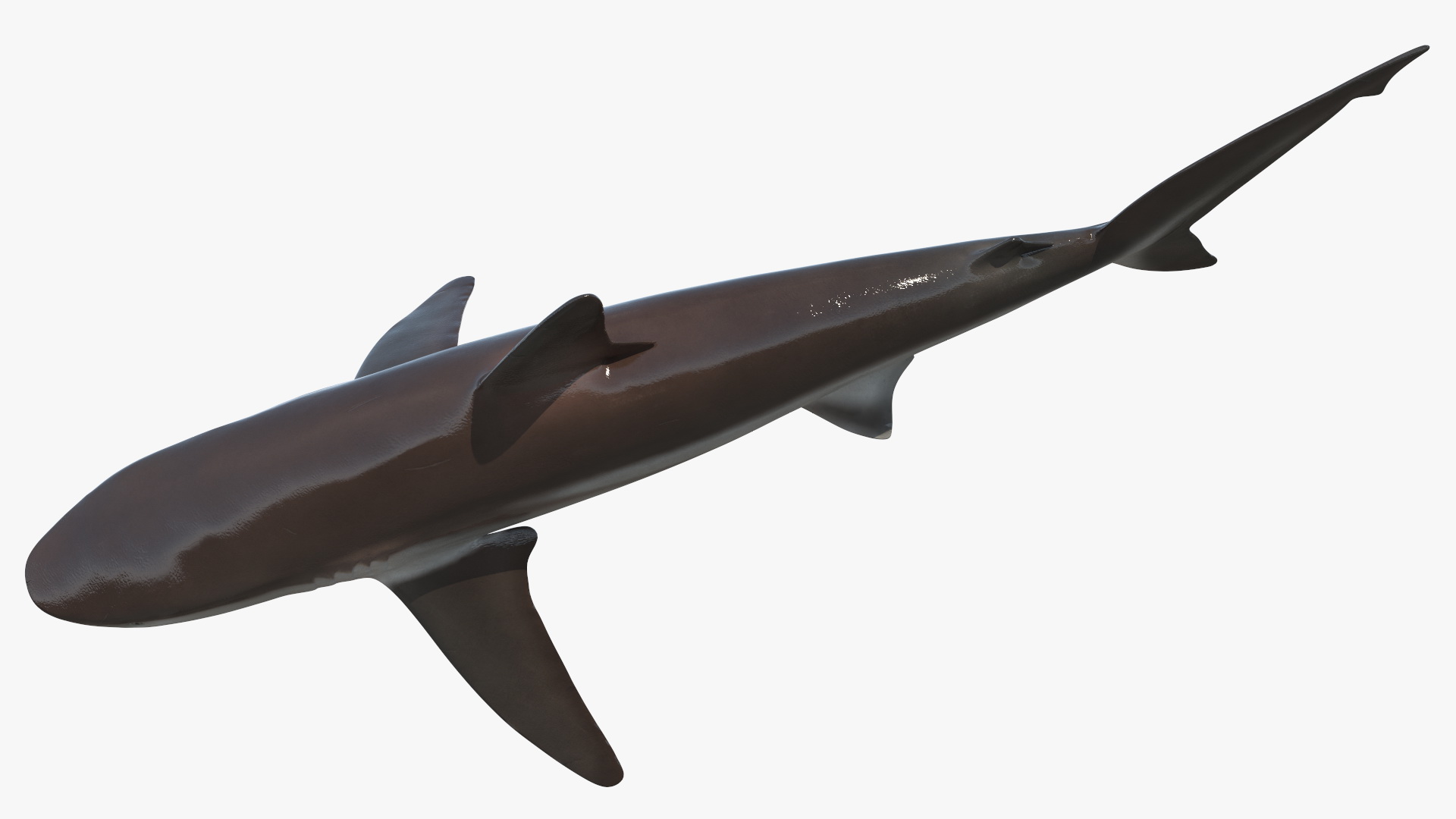 Realistic Whaler Shark 3D