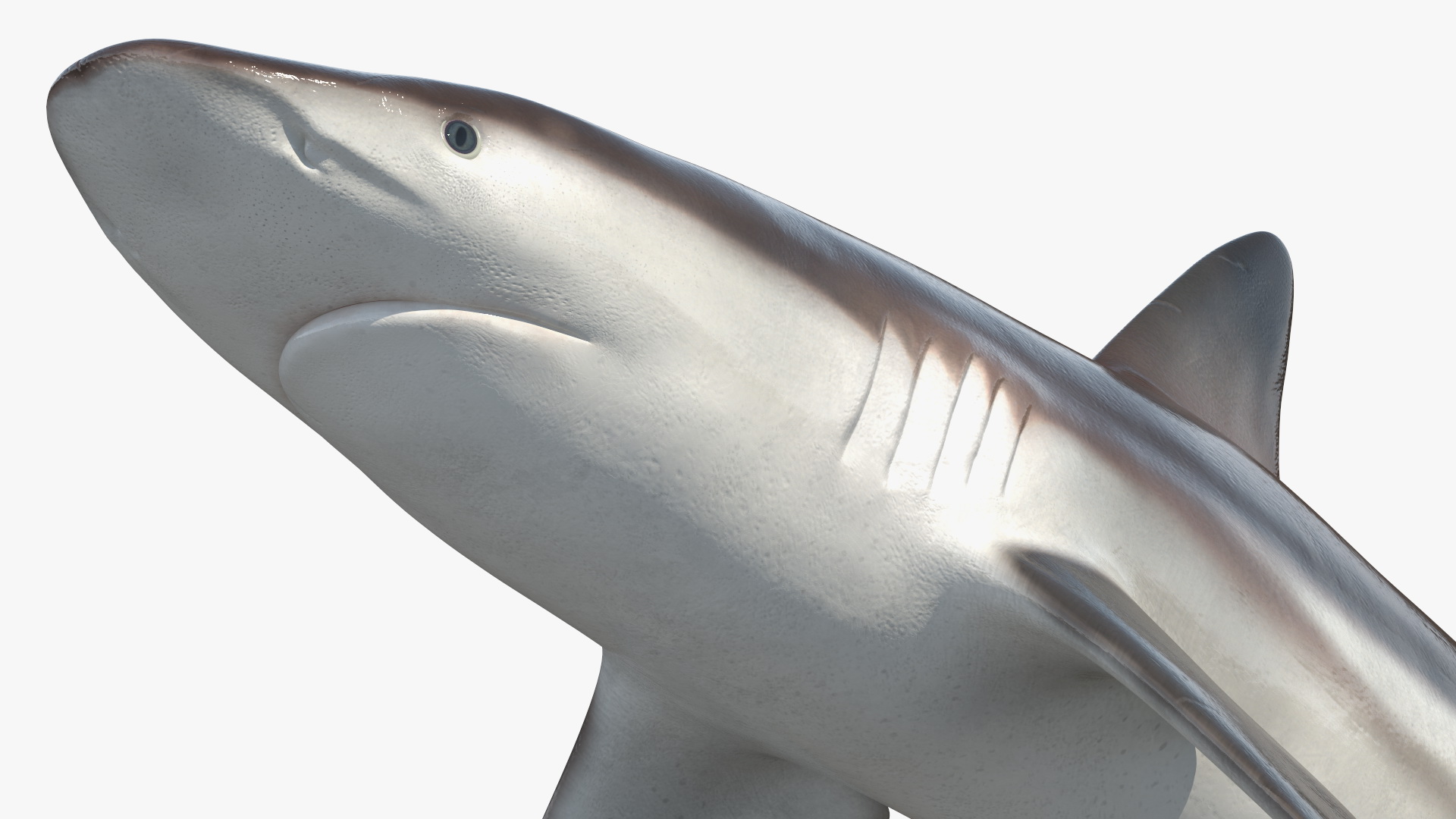 Realistic Whaler Shark 3D