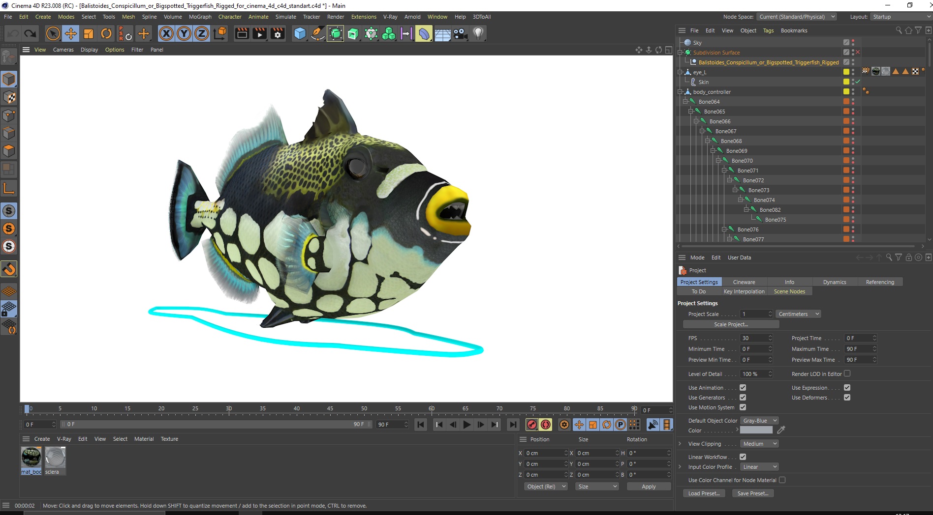 3D Balistoides Conspicillum or Bigspotted Triggerfish Rigged for Cinema 4D