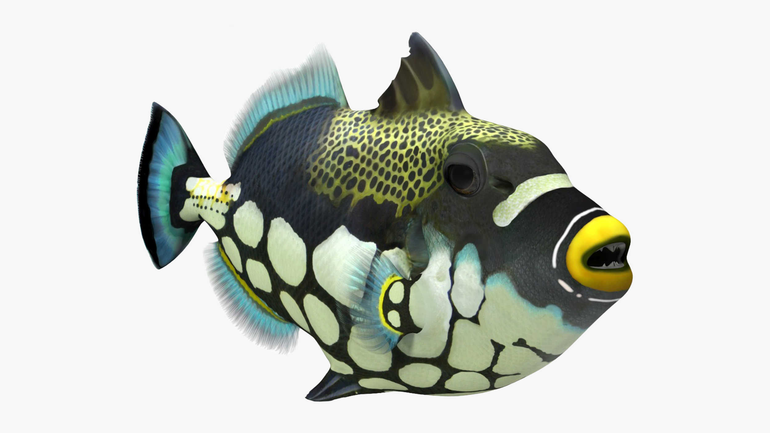 3D Balistoides Conspicillum or Bigspotted Triggerfish Rigged for Cinema 4D