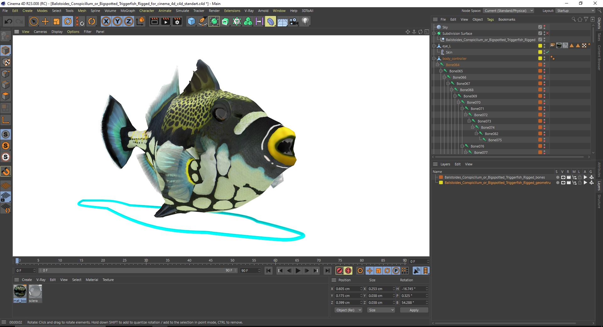 3D Balistoides Conspicillum or Bigspotted Triggerfish Rigged for Cinema 4D