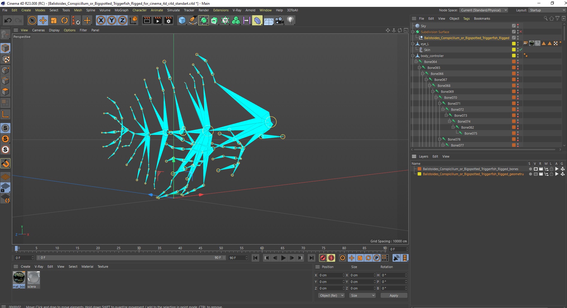 3D Balistoides Conspicillum or Bigspotted Triggerfish Rigged for Cinema 4D