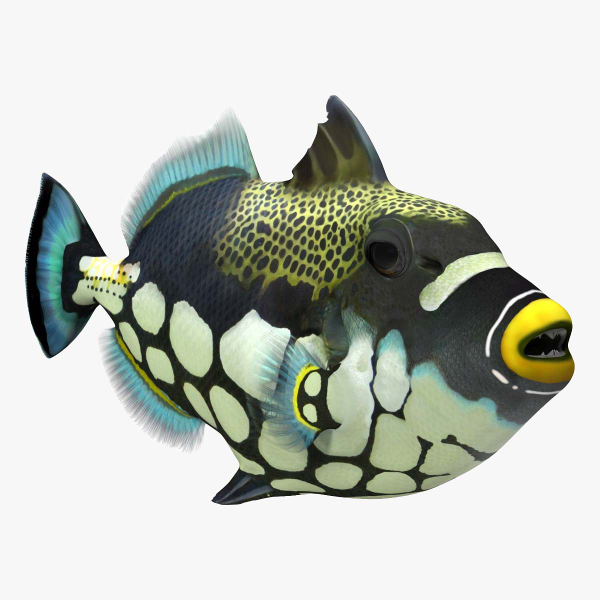 3D Balistoides Conspicillum or Bigspotted Triggerfish Rigged for Cinema 4D