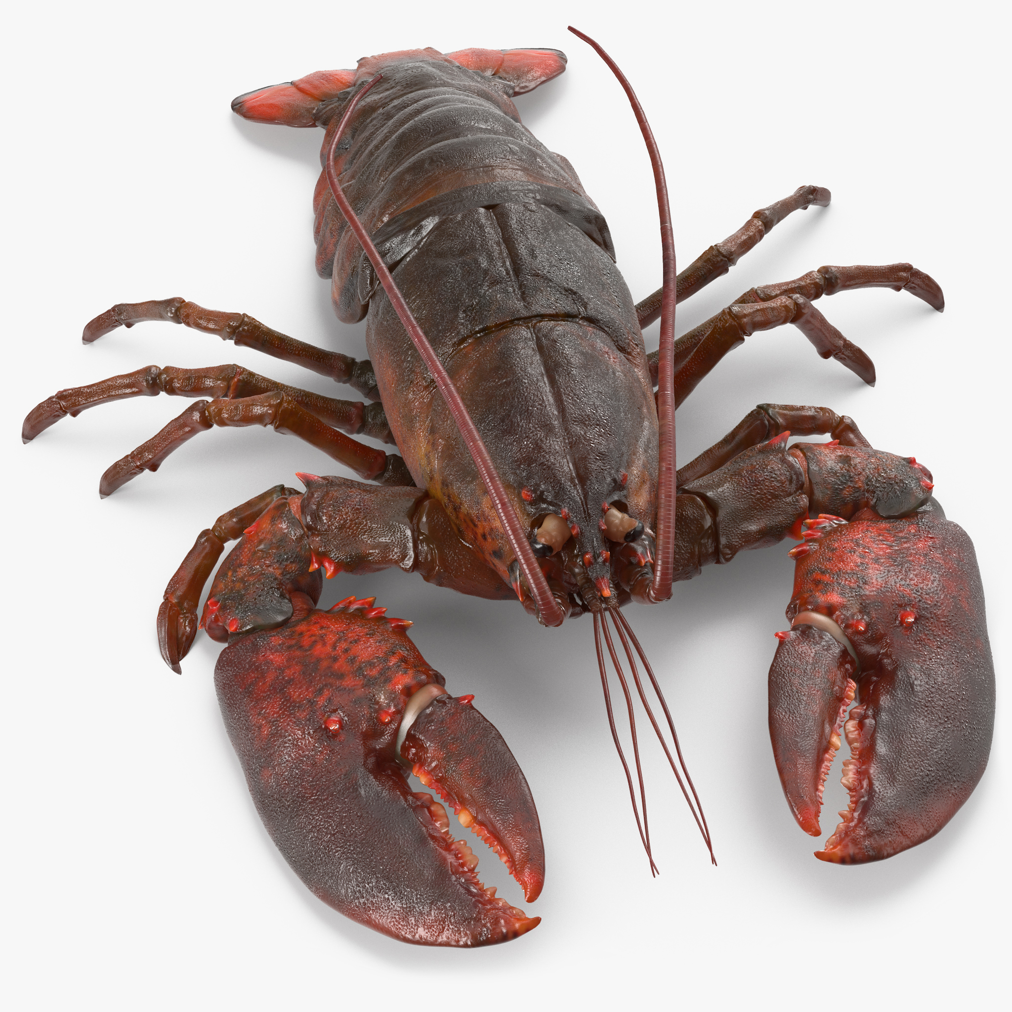 Lobster Pose 2, view 11