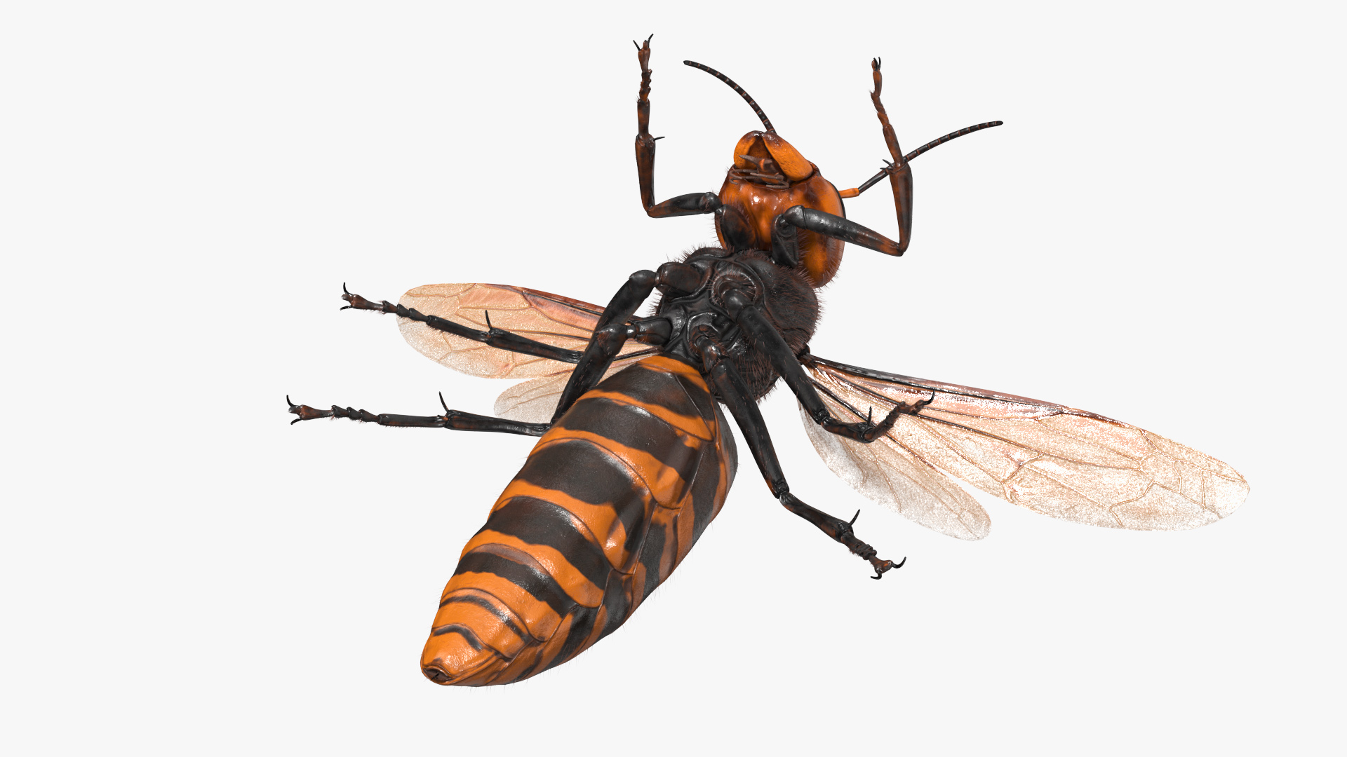 Giant Asian Hornet Fur Flying Pose 3D model