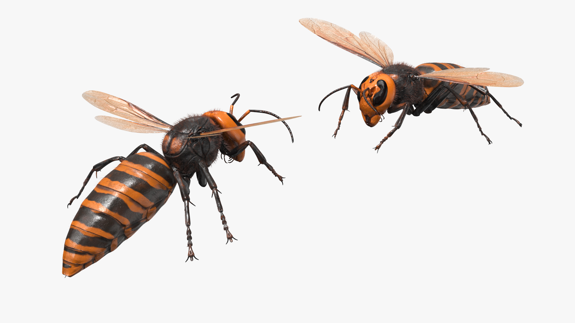 Giant Asian Hornet Fur Flying Pose 3D model