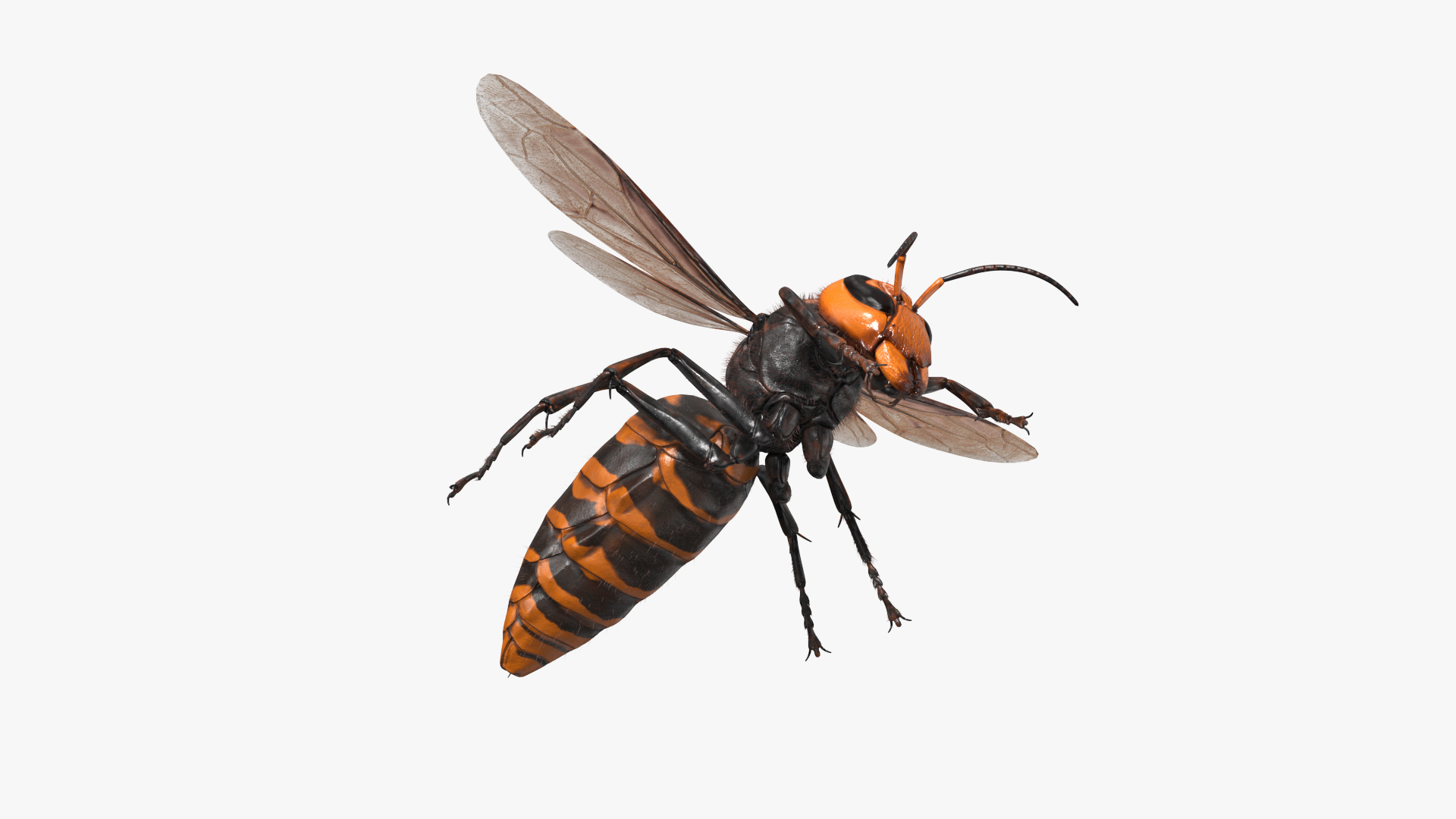 Giant Asian Hornet Fur Flying Pose 3D model