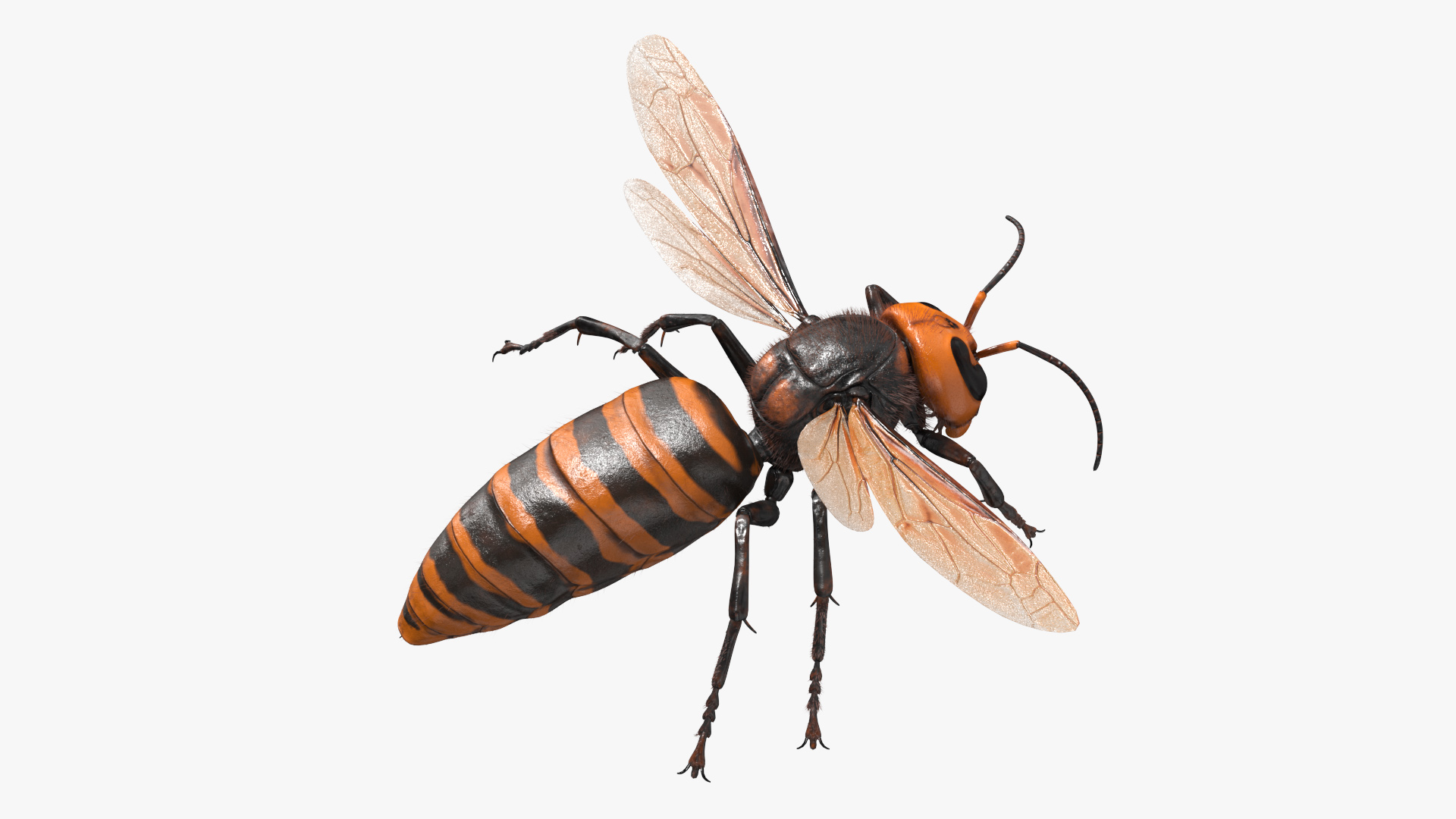 Giant Asian Hornet Fur Flying Pose 3D model