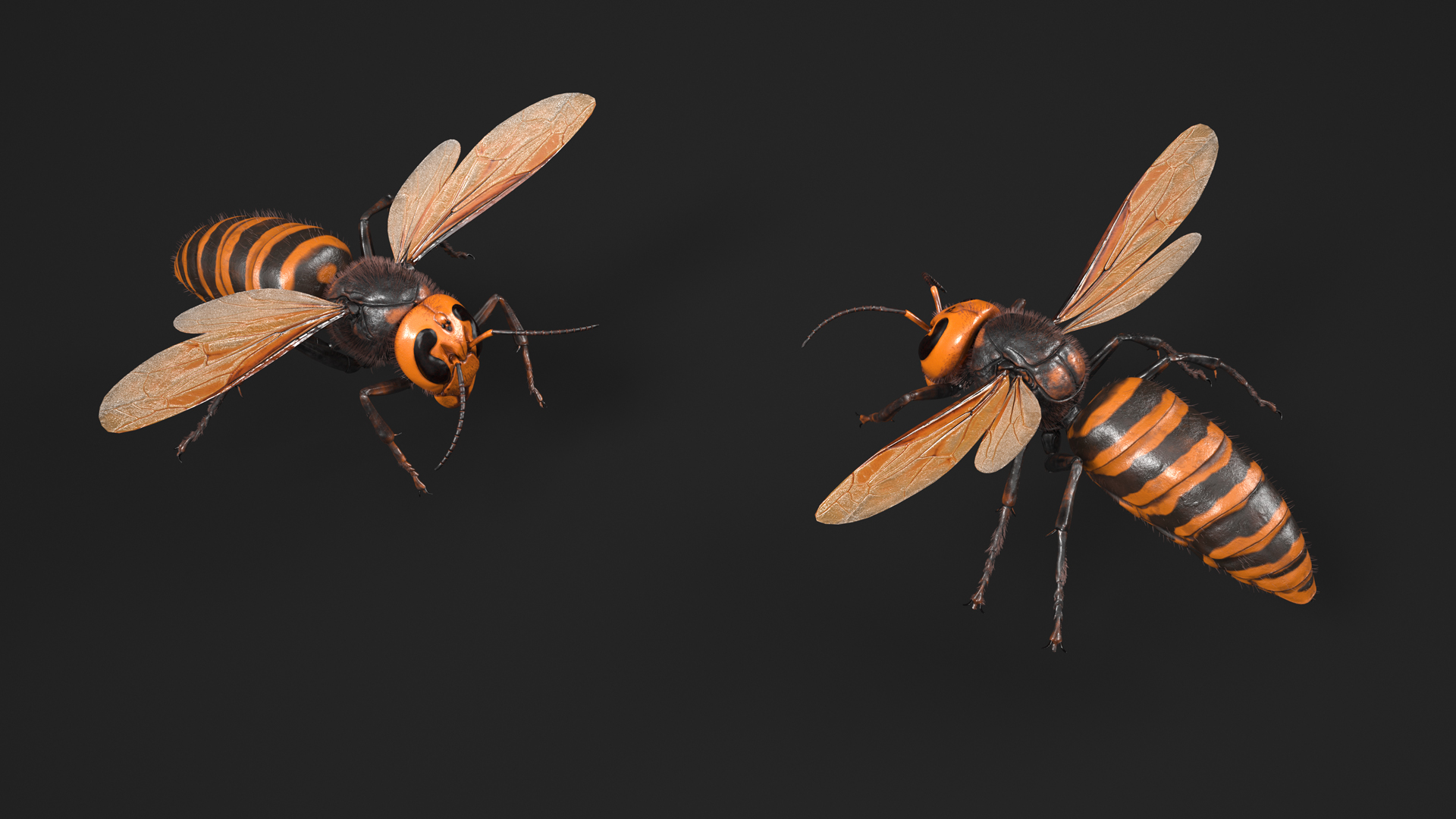 Giant Asian Hornet Fur Flying Pose 3D model