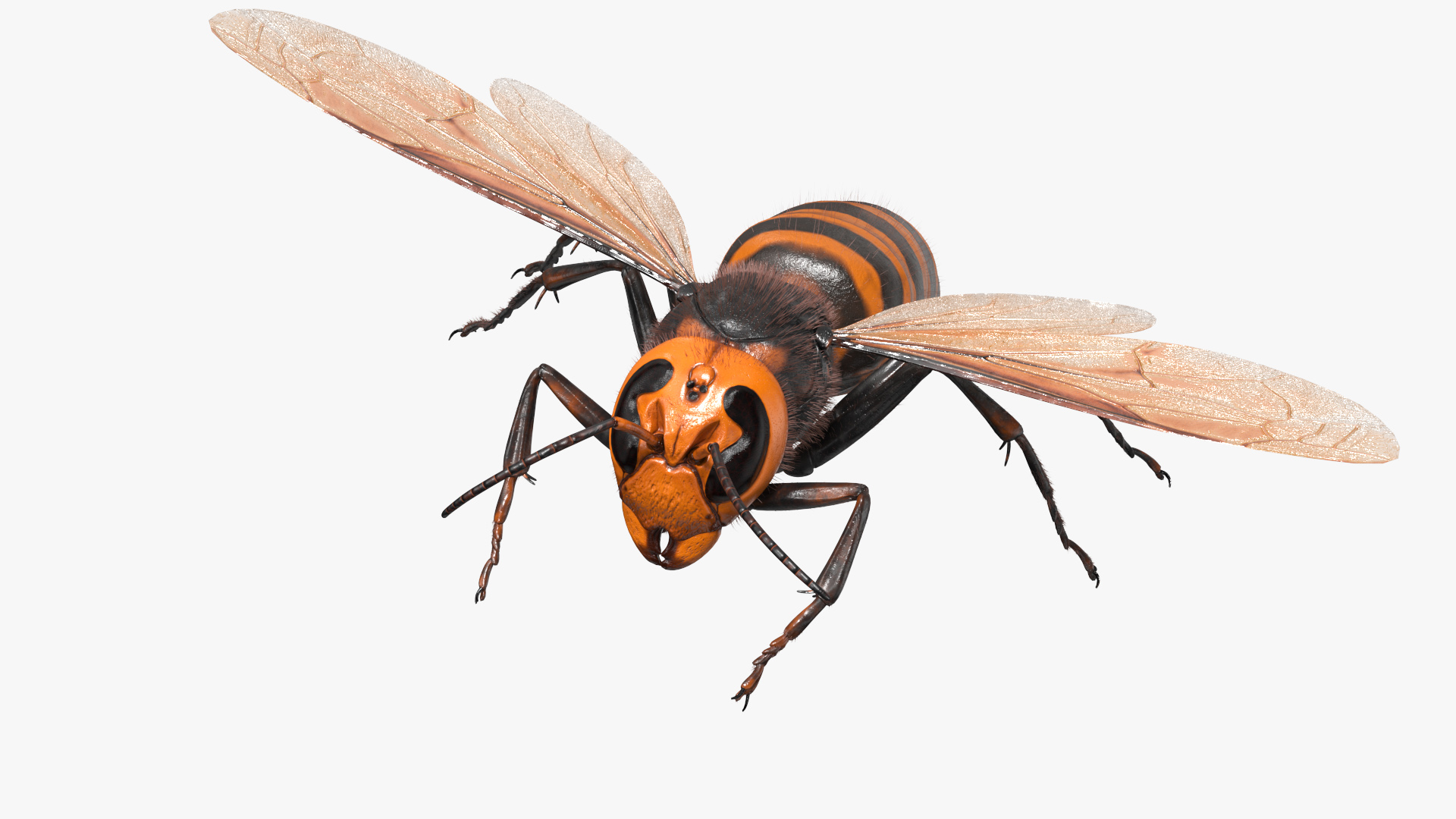 Giant Asian Hornet Fur Flying Pose 3D model