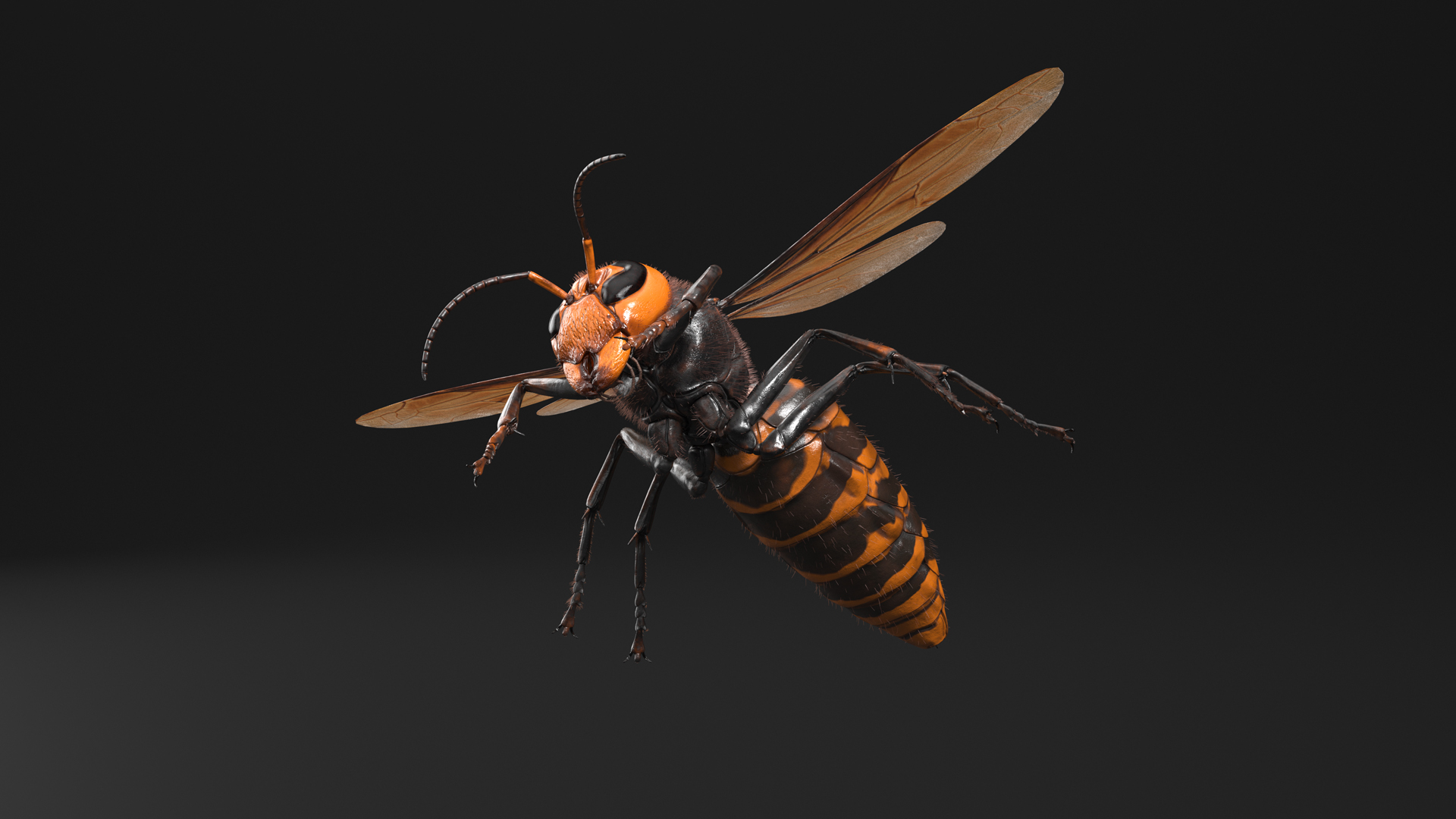 Giant Asian Hornet Fur Flying Pose 3D model