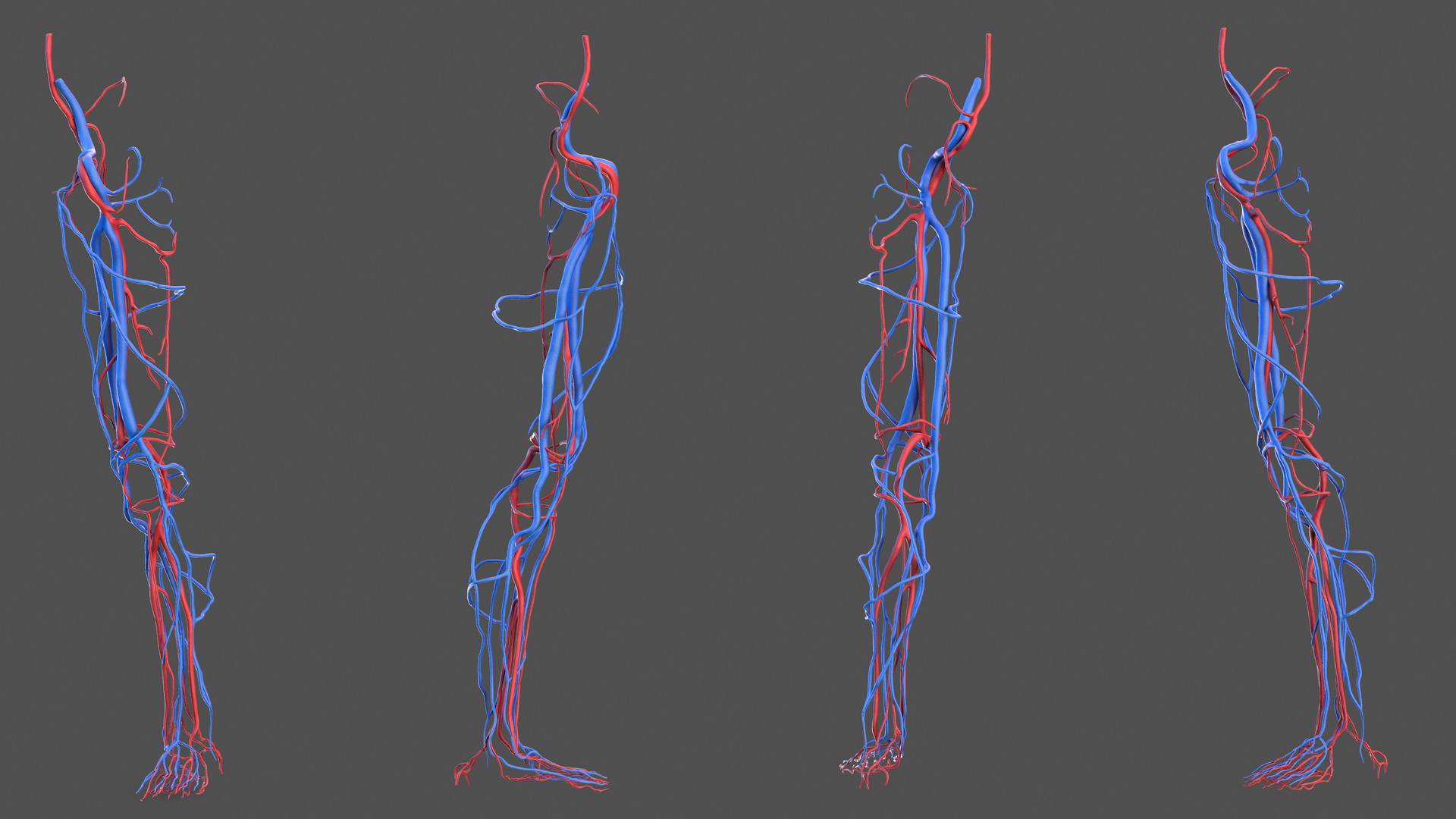 3D Human Leg Cardiovascular System