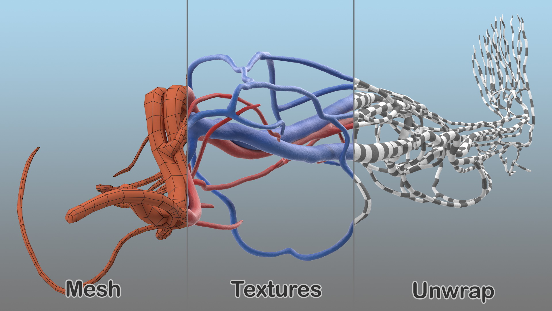 3D Human Leg Cardiovascular System
