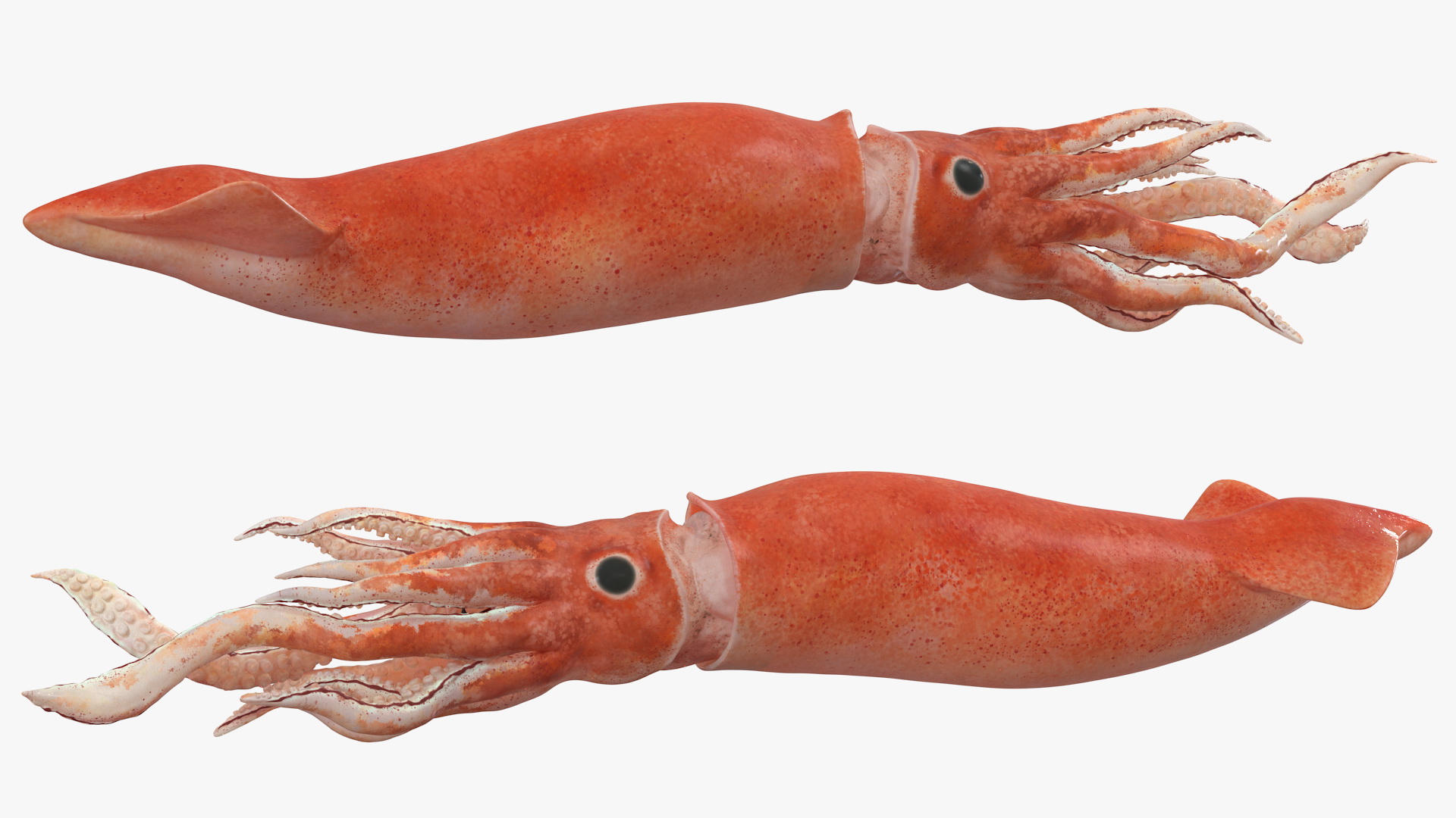 3D Slender Inshore Squid Doryteuthis Plei model