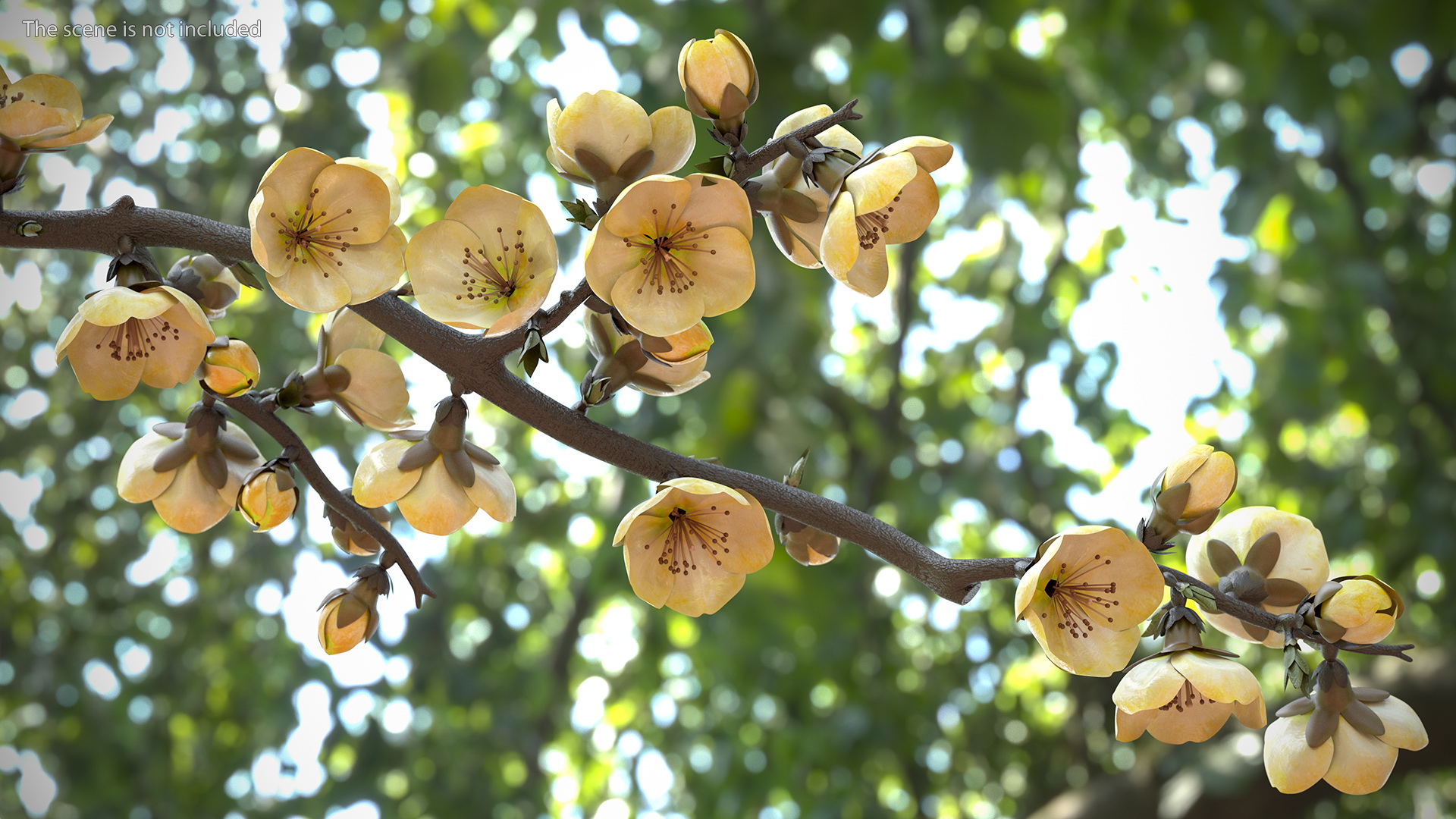 3D Yellow Cherry Blossom Branch model