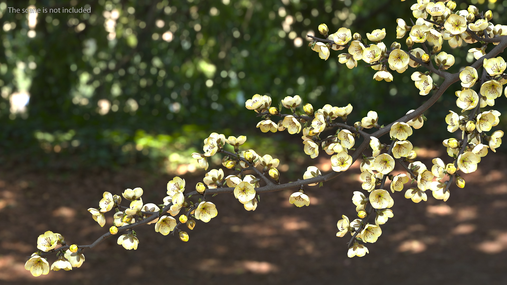 3D Yellow Cherry Blossom Branch model