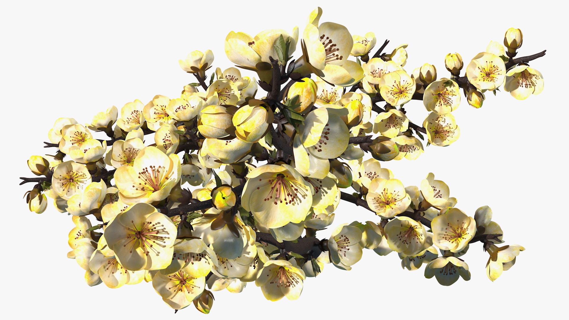 3D Yellow Cherry Blossom Branch model