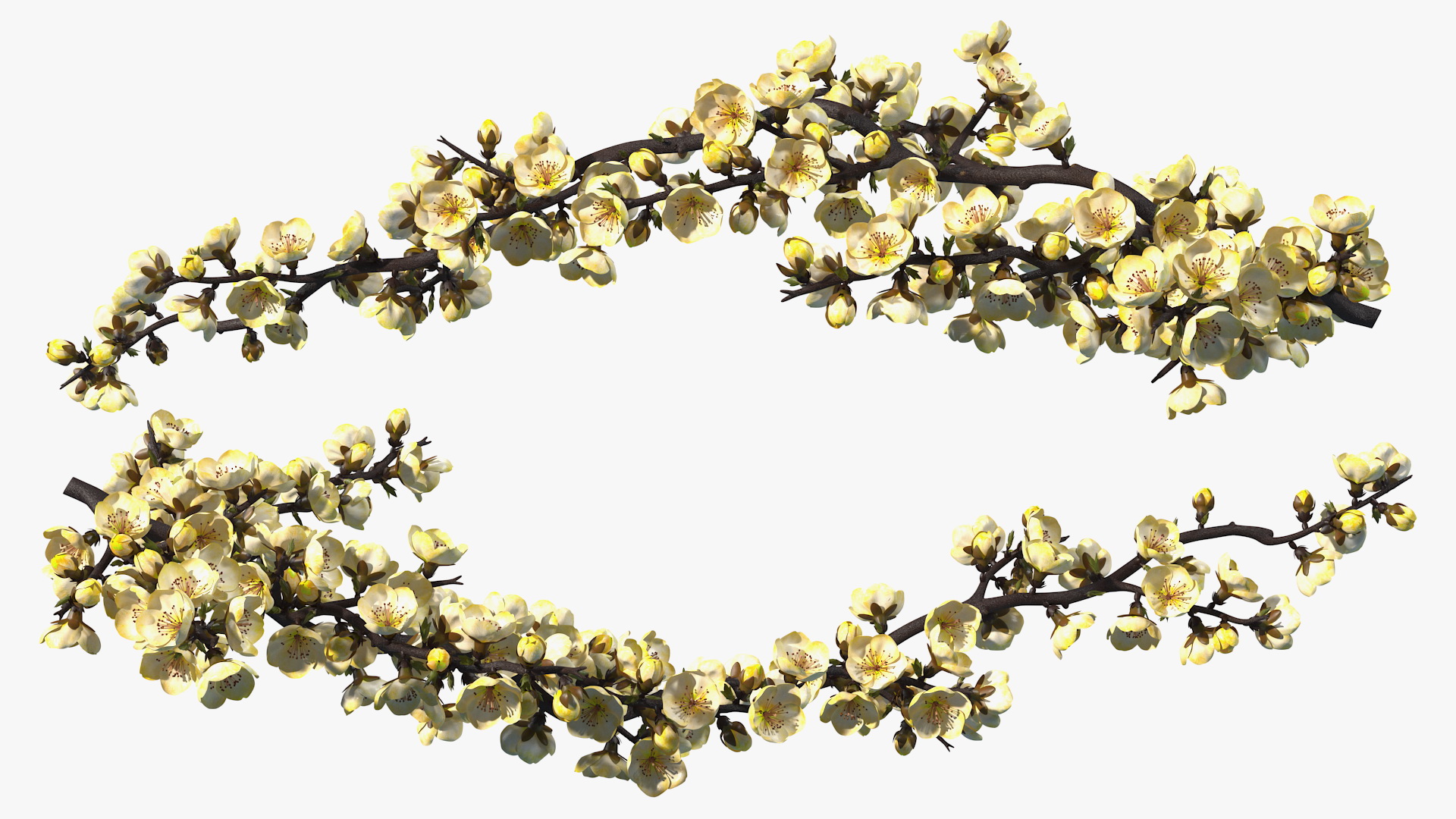 3D Yellow Cherry Blossom Branch model