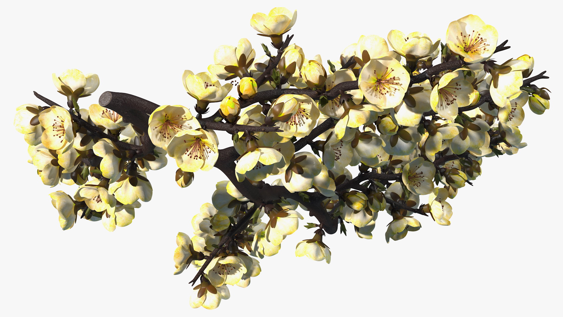 3D Yellow Cherry Blossom Branch model