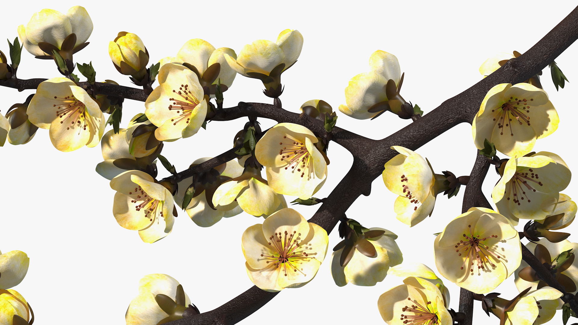 3D Yellow Cherry Blossom Branch model