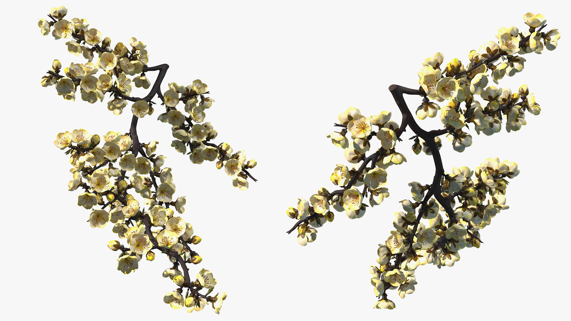 3D Yellow Cherry Blossom Branch model