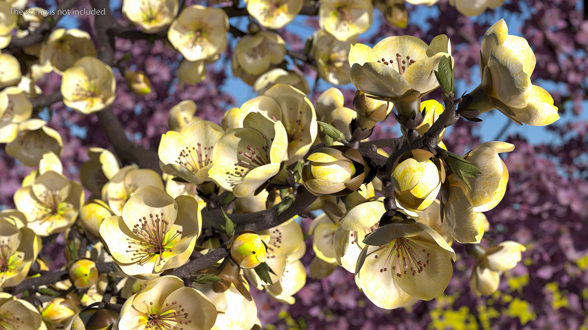 3D Yellow Cherry Blossom Branch model